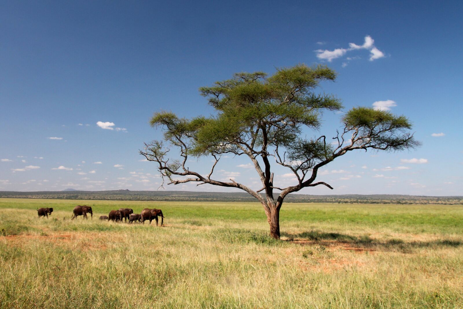 Canon EOS 1100D (EOS Rebel T3 / EOS Kiss X50) sample photo. Elephant, africa, earth photography