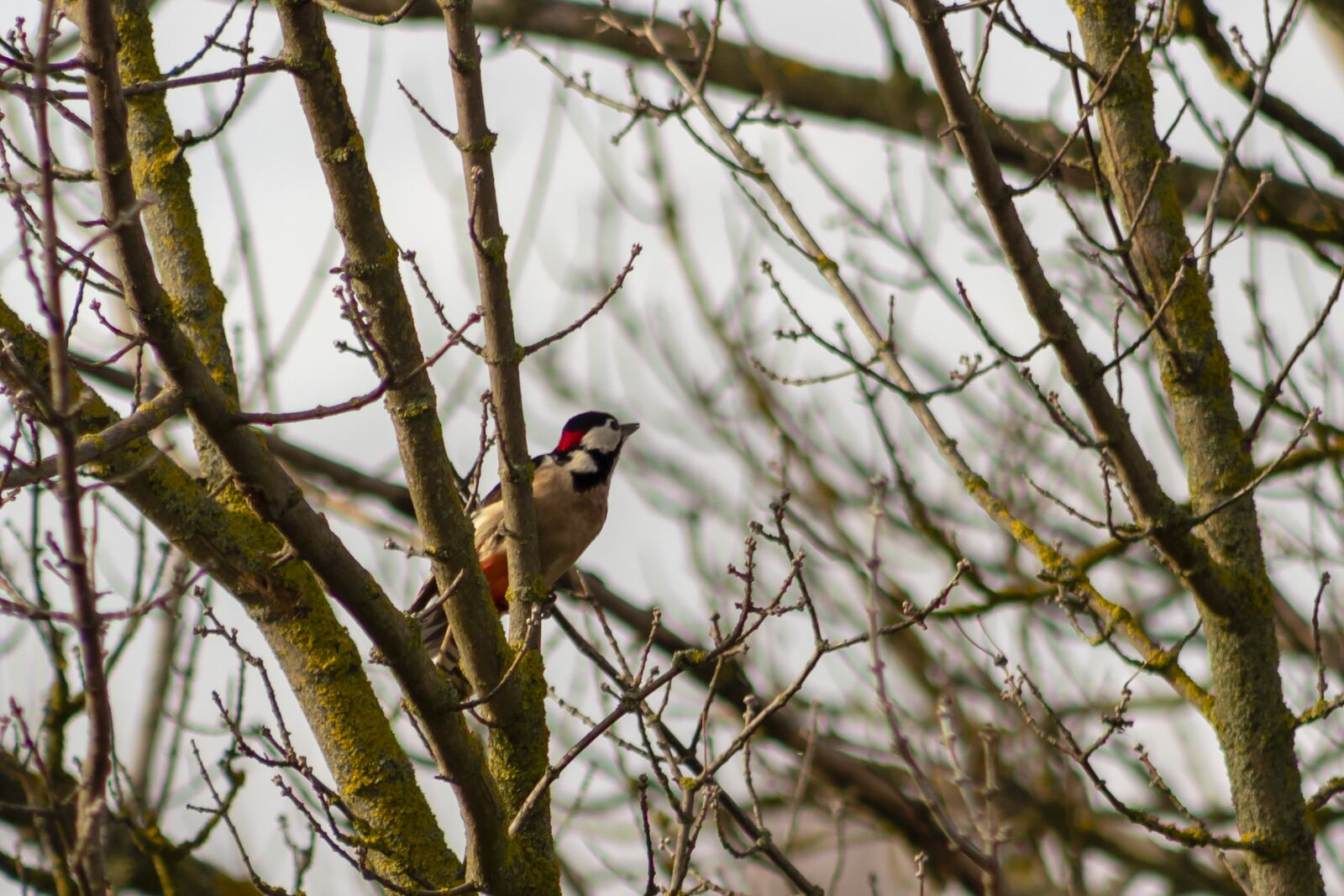 Canon EF75-300mm f/4-5.6 sample photo. Woodpecker, bird, vertebrate photography