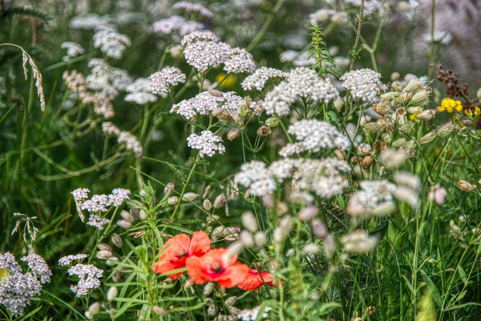 Nikon D750 sample photo. Natural lawn, wildflowers, poppies photography