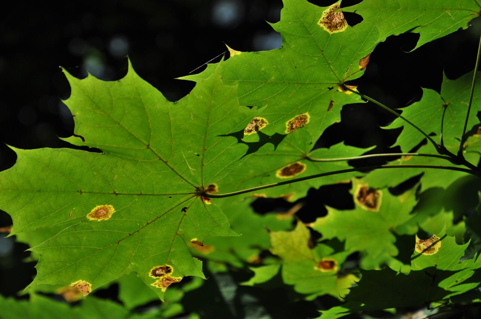 Nikon D90 sample photo. Foliage, autumn, stains photography