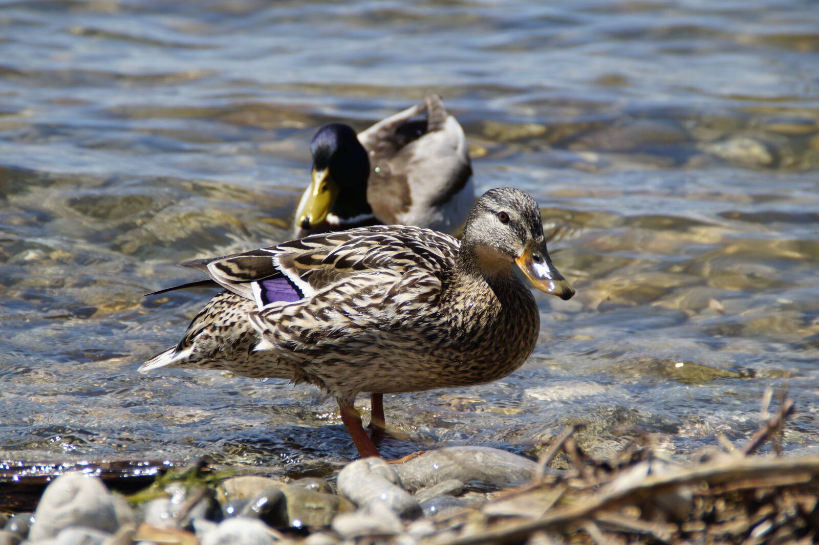 Sony SLT-A58 sample photo. Ducks, mallards, birds photography