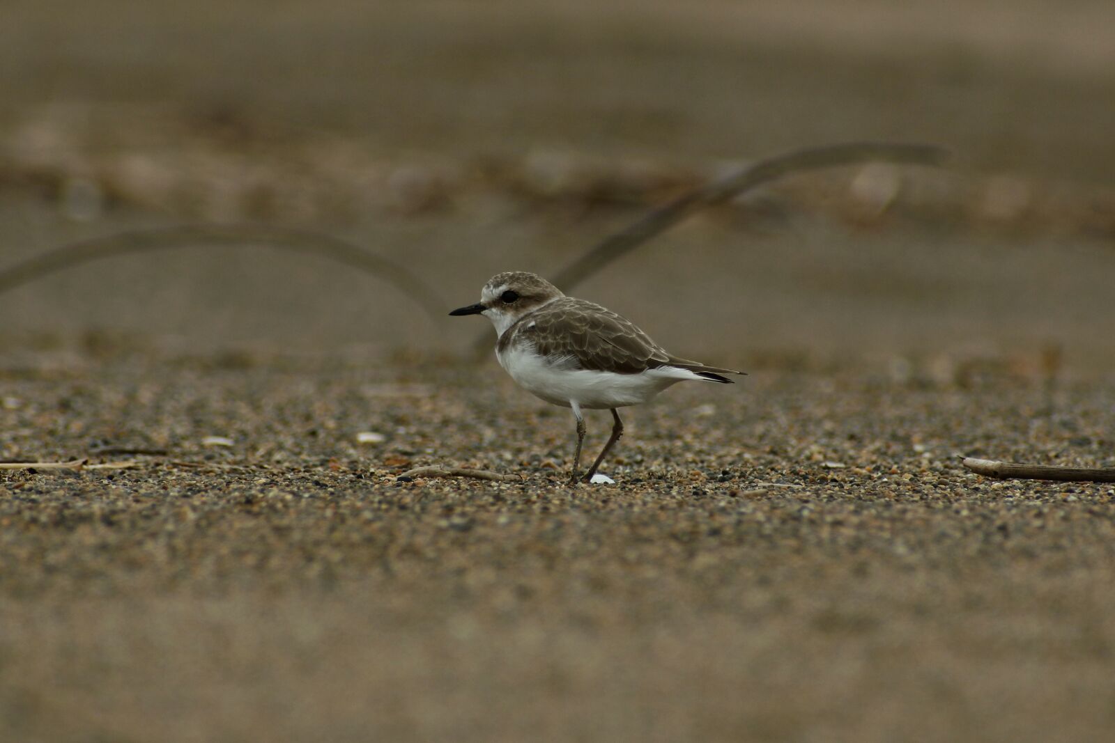 VR 70-300mm f/4.5-6.3G sample photo. Animal, sea, beach photography