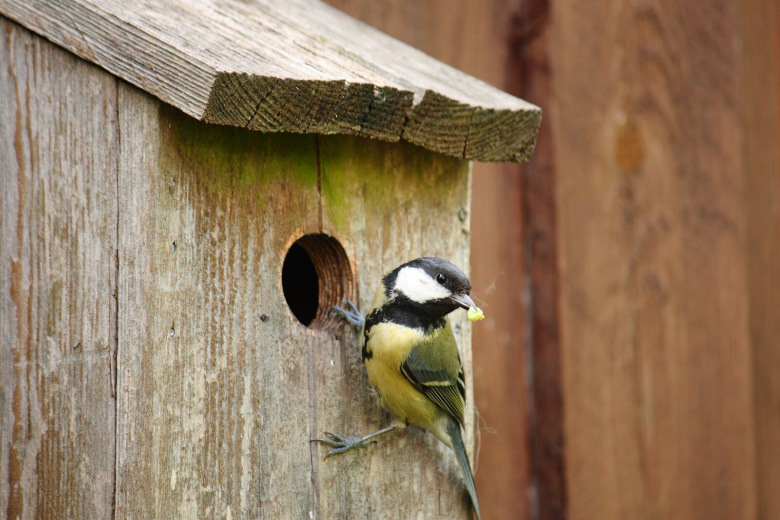 Canon EOS 400D (EOS Digital Rebel XTi / EOS Kiss Digital X) sample photo. Titmouse, bird, spring photography