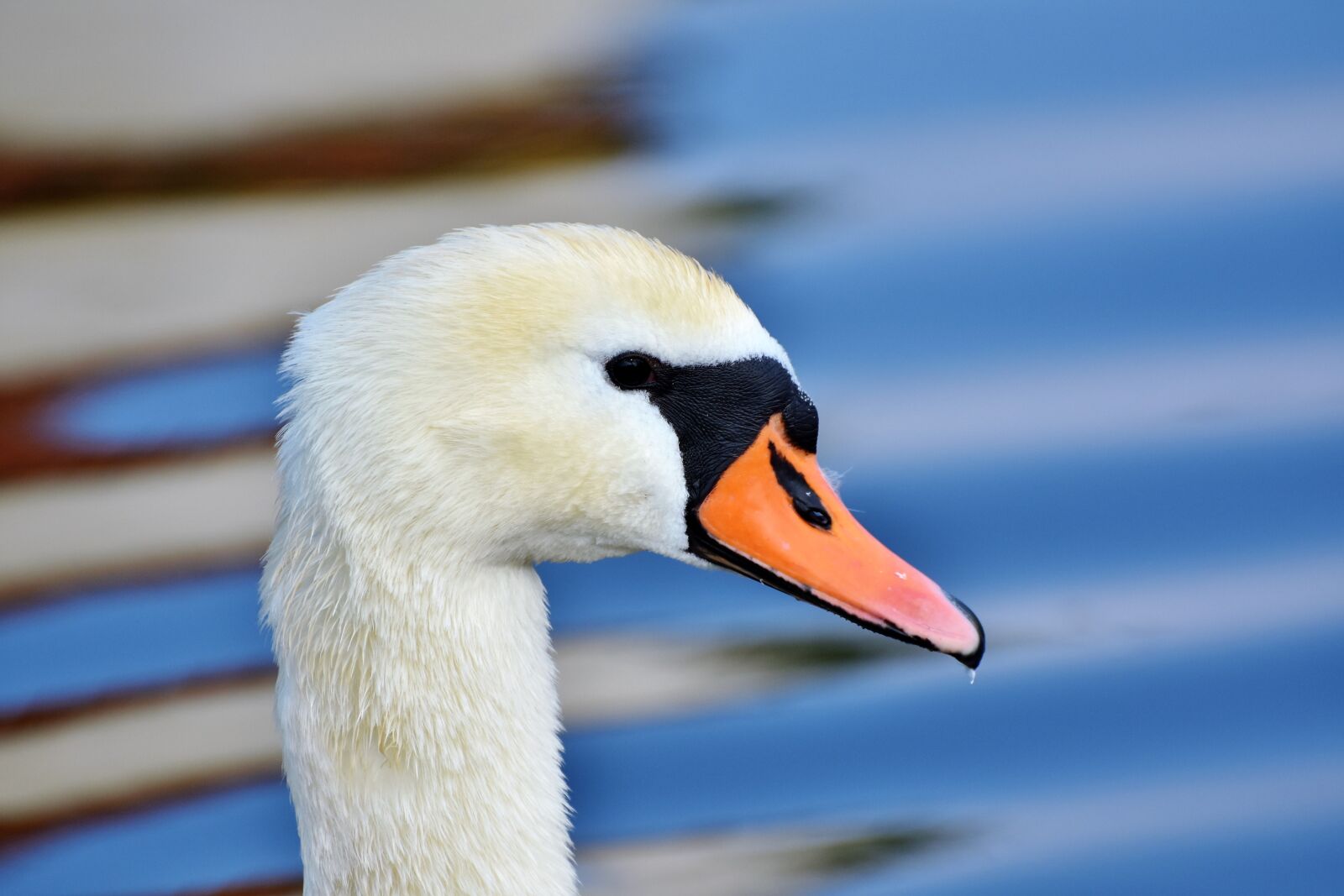 Nikon D7200 sample photo. Swan, water bird, bill photography
