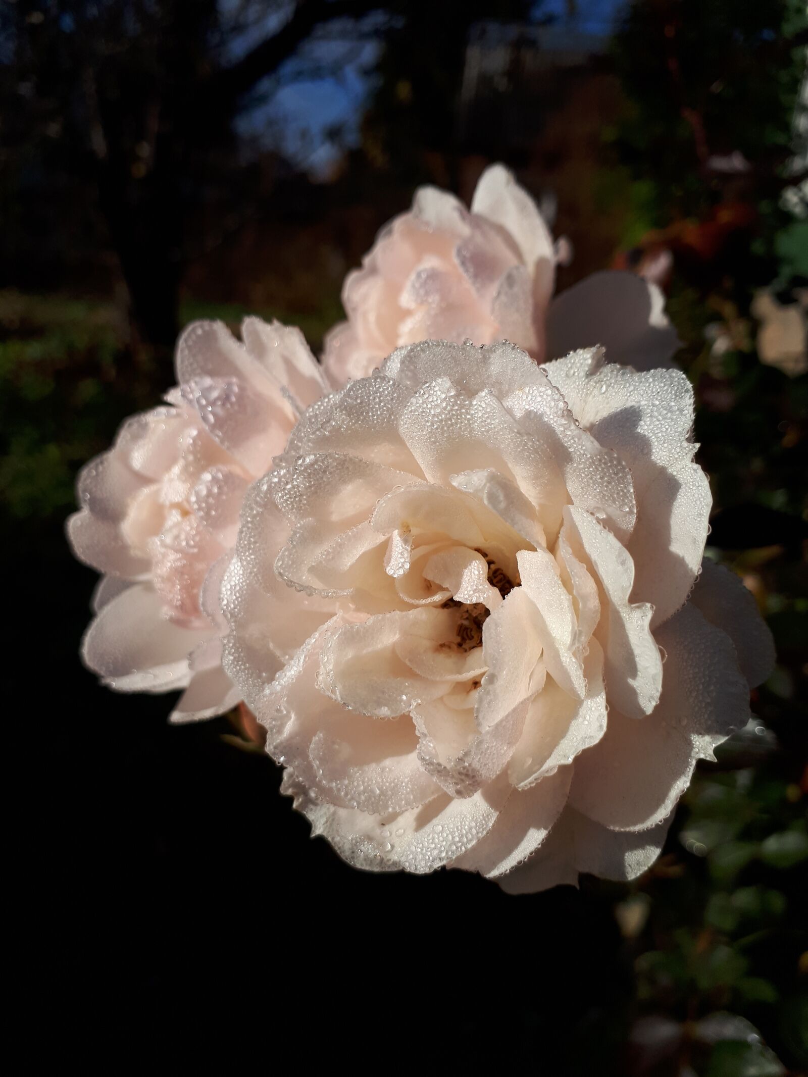 Samsung Galaxy A5(2017) sample photo. Rose, white, rosa photography