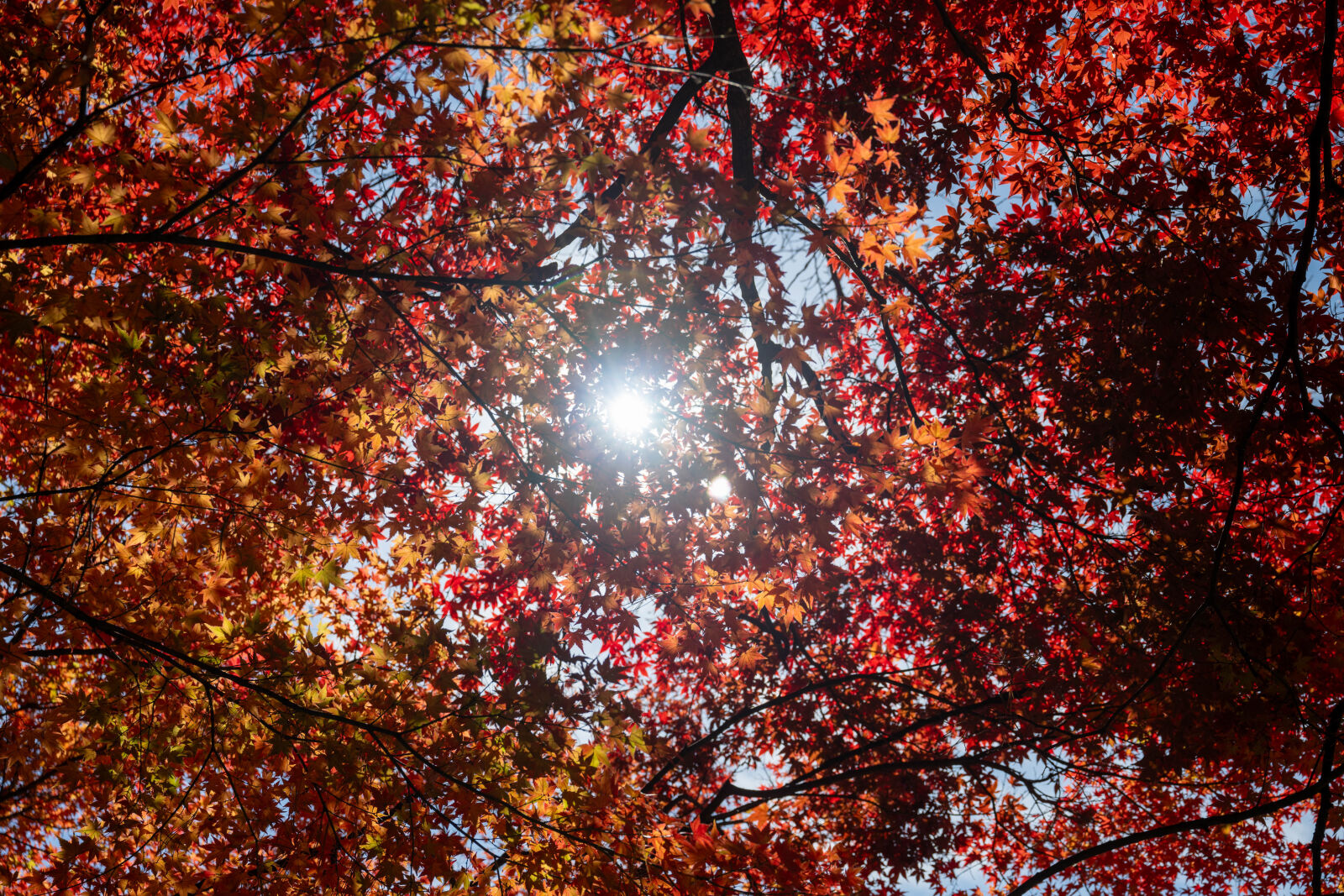 Nikon Nikkor Z 24-70mm F2.8 S sample photo