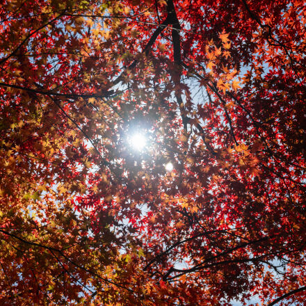 Nikon Nikkor Z 24-70mm F2.8 S sample photos - ExploreCams