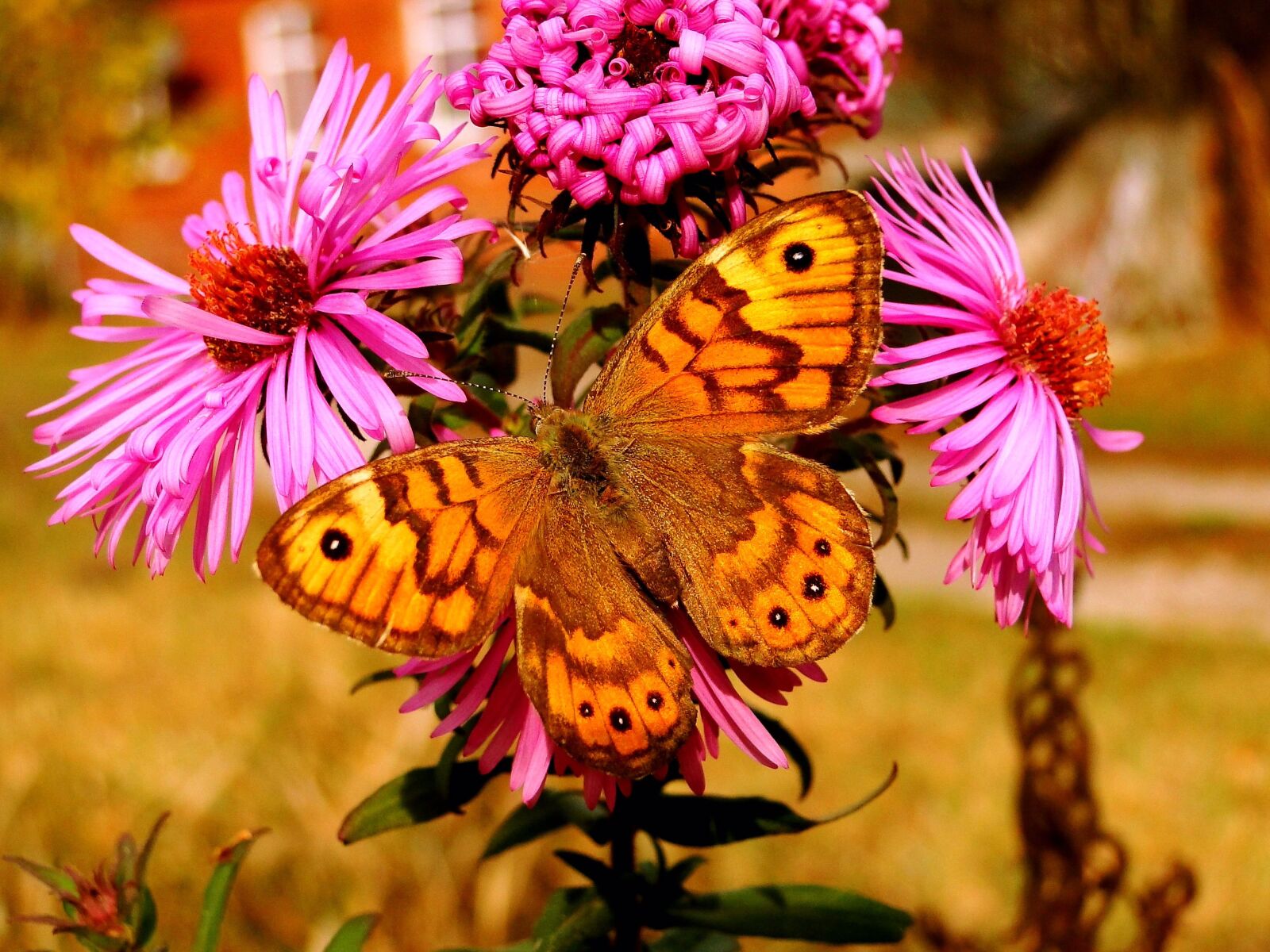 Sony Cyber-shot DSC-HX1 sample photo. Nature, insect, flower photography