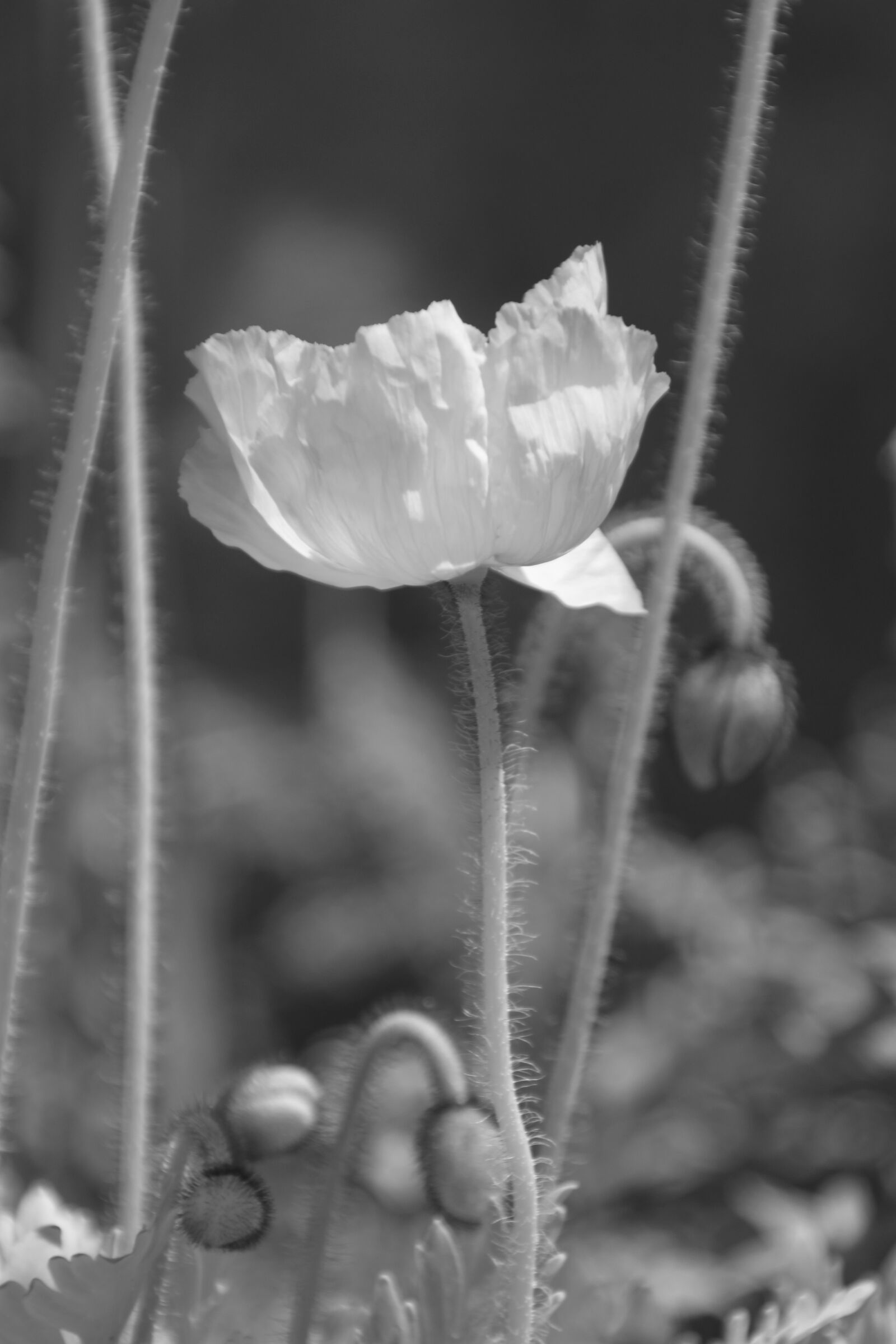 Canon EOS 500D (EOS Rebel T1i / EOS Kiss X3) sample photo. Flower, nature, flora photography