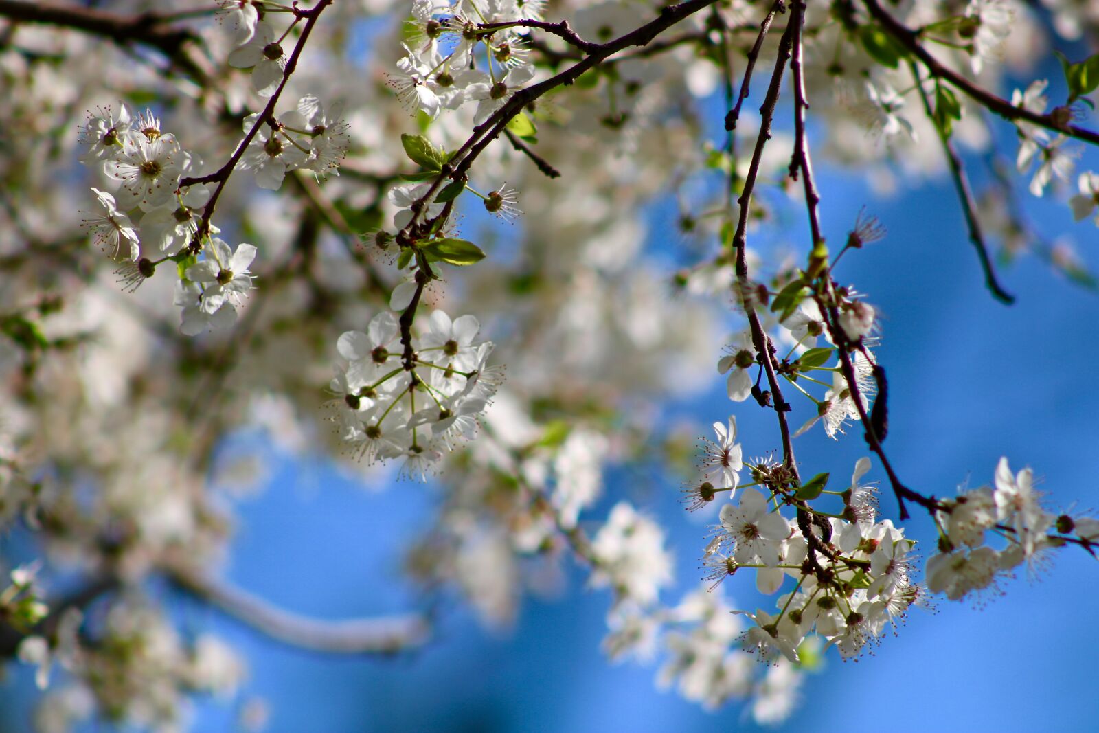 Canon EOS 750D (EOS Rebel T6i / EOS Kiss X8i) sample photo. Flowers, cherry, tree photography