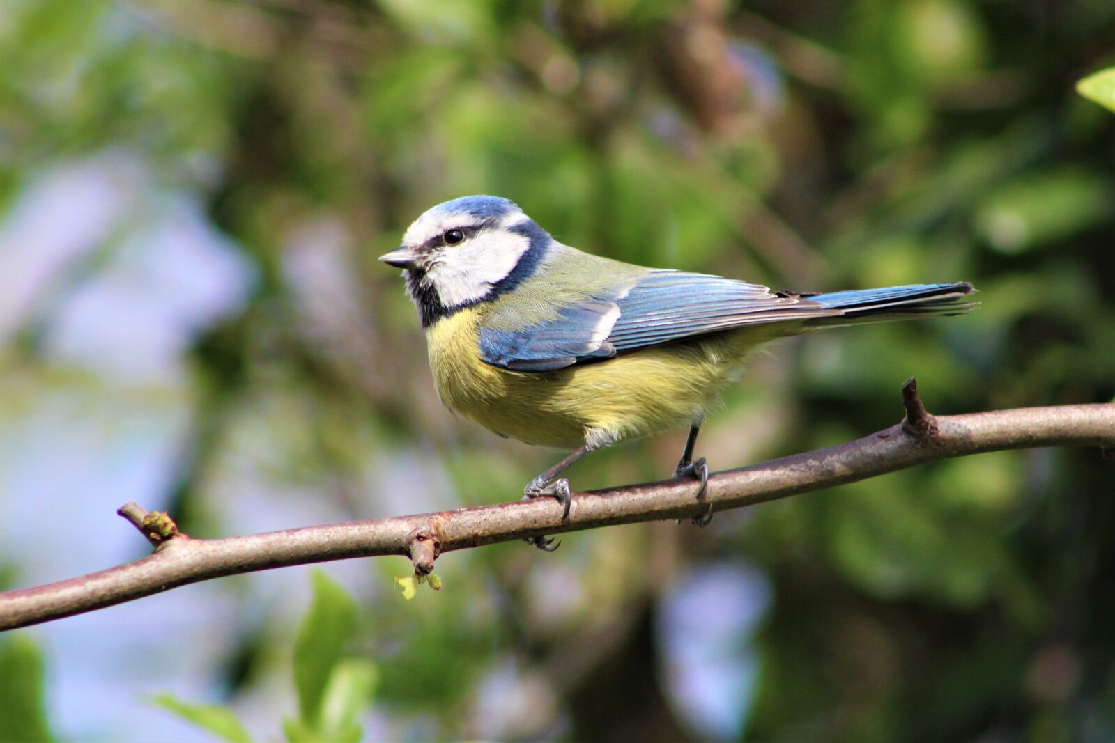 Canon EOS 2000D (EOS Rebel T7 / EOS Kiss X90 / EOS 1500D) sample photo. Bird, garden, blue tit photography