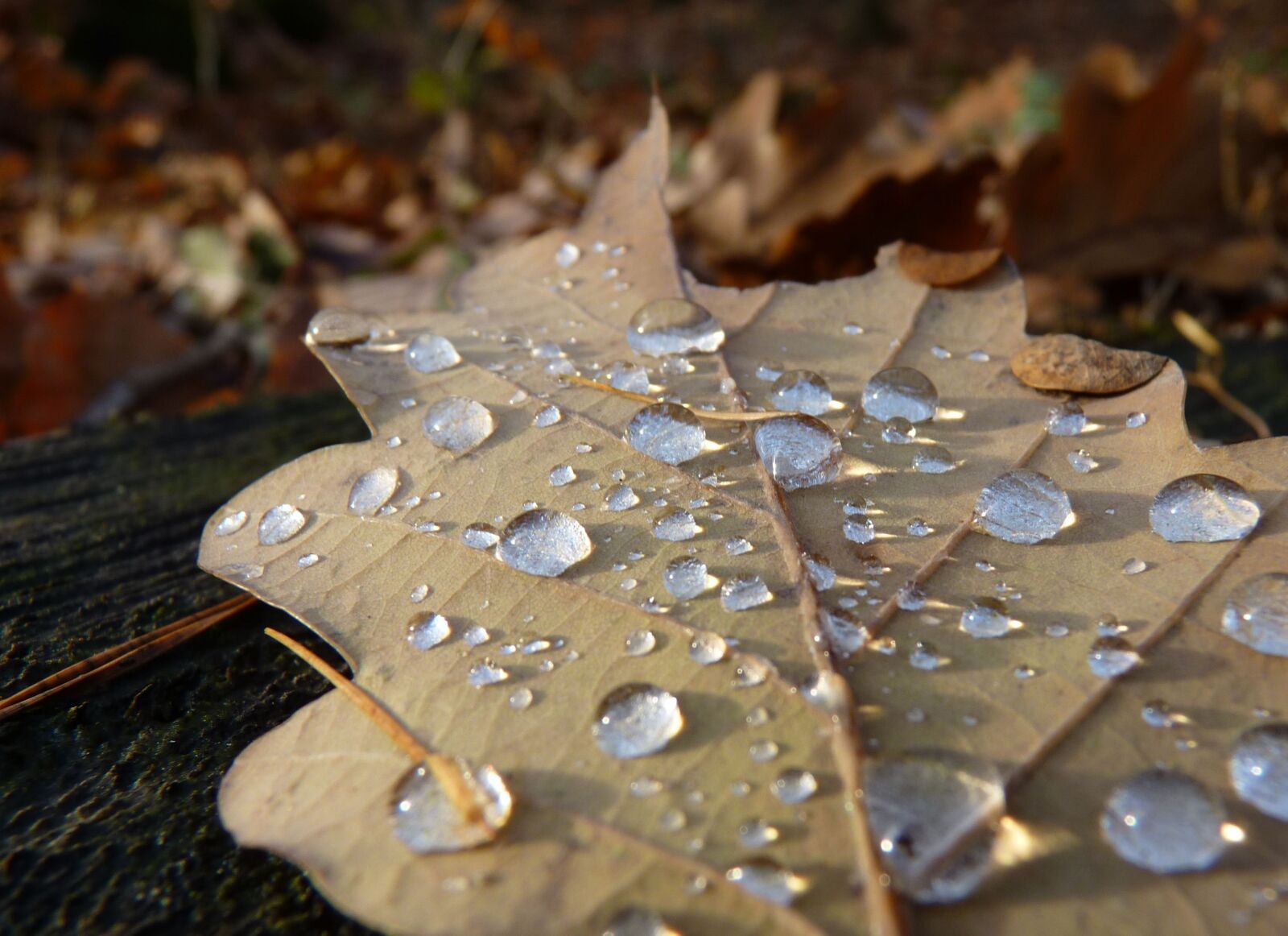 Panasonic Lumix DMC-FZ35 (Lumix DMC-FZ38) sample photo. Leaf, autumn, drop of photography