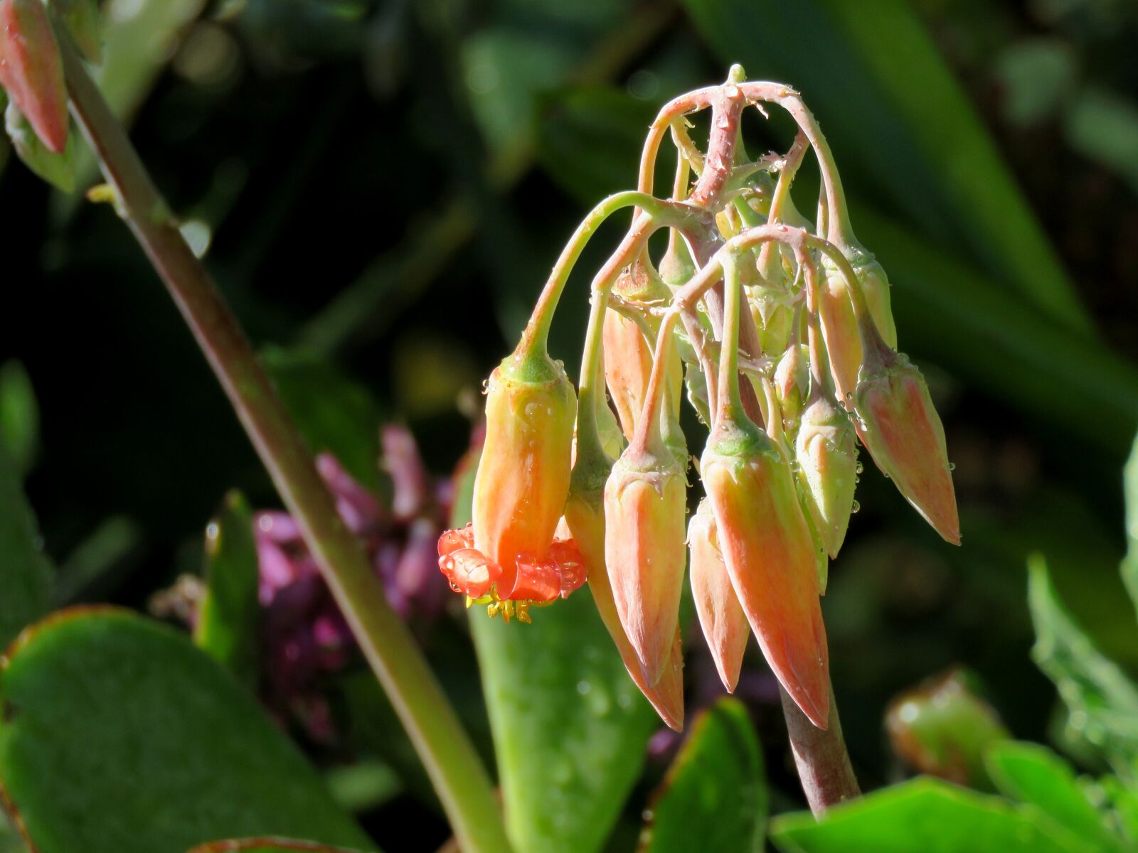 Canon PowerShot SX60 HS sample photo. Flower, succulent, blossom photography