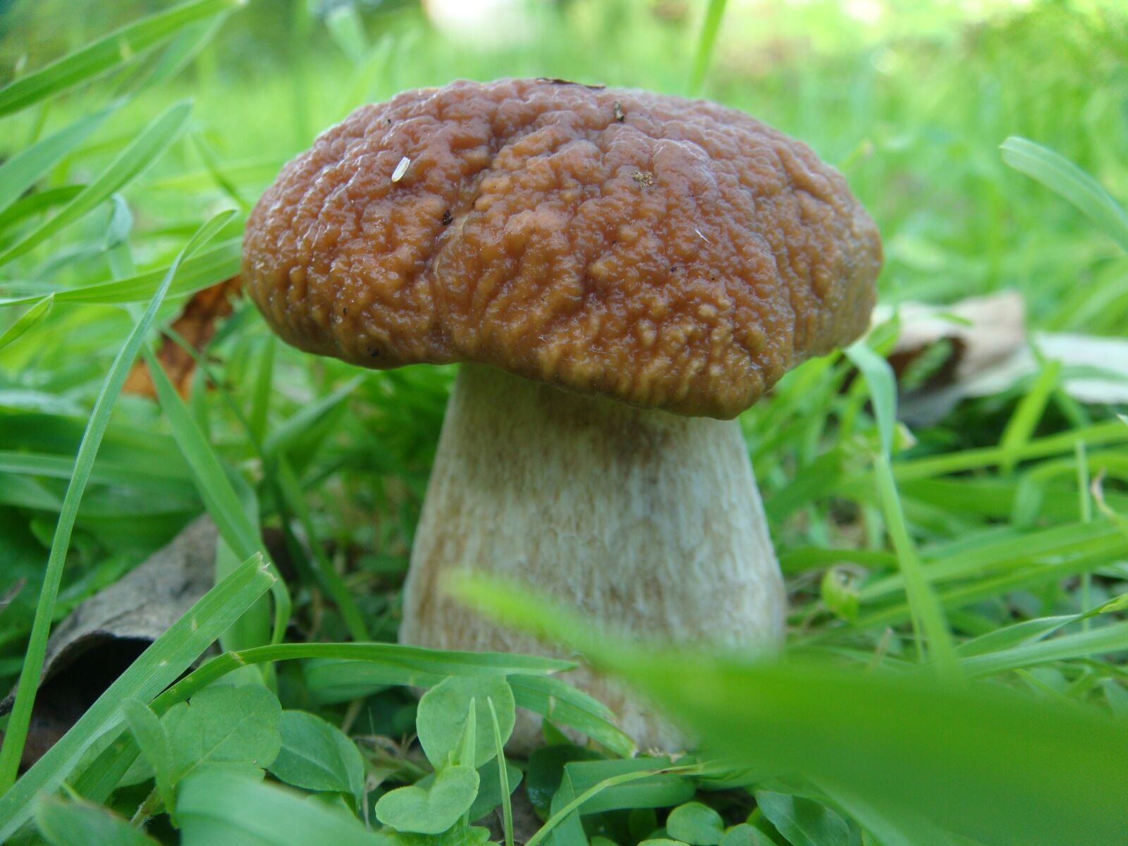 Sony DSC-T300 sample photo. Mushrooms, autumn, white mushroom photography