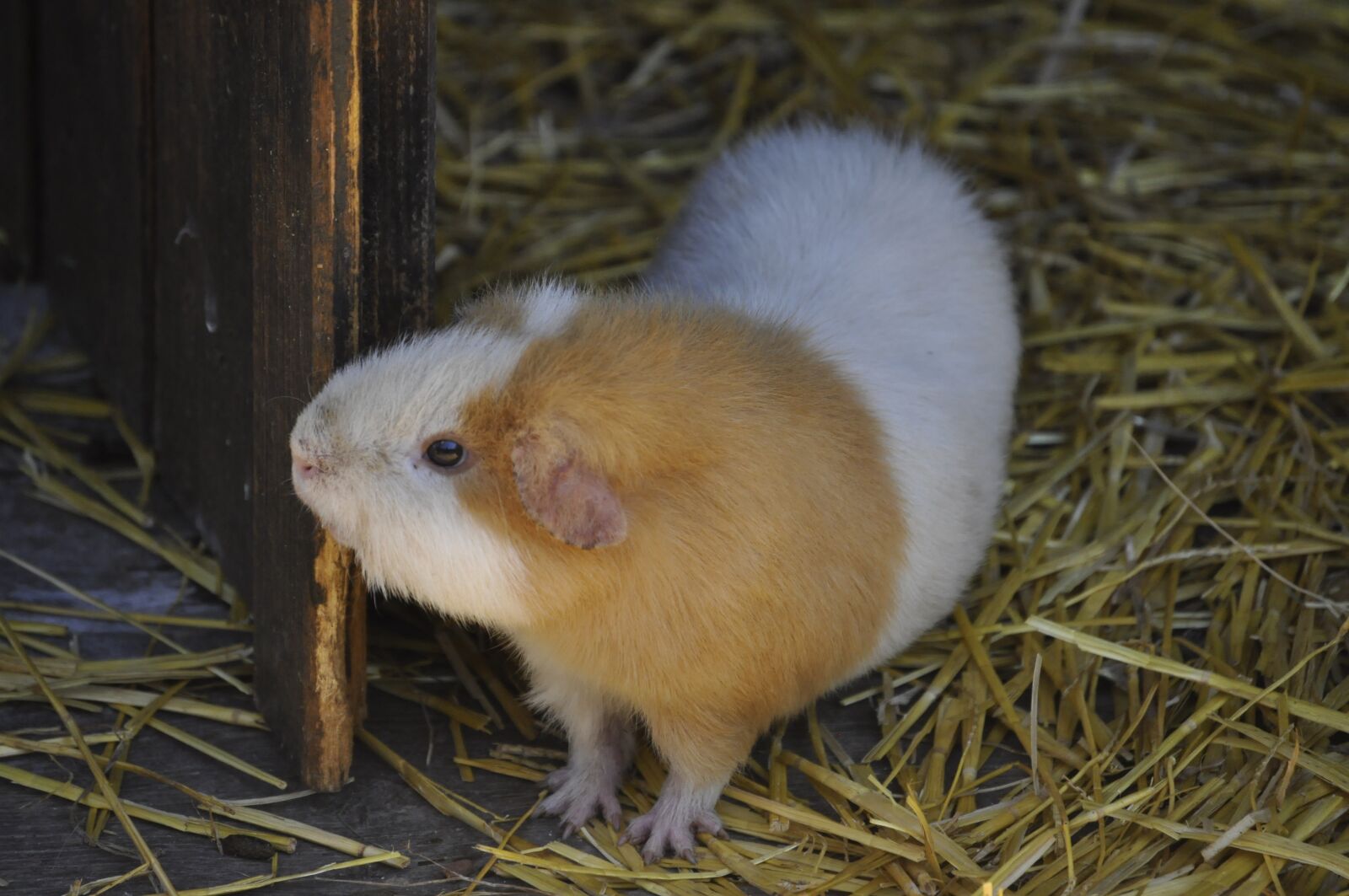 Nikon D90 sample photo. Animal, cavy, rodents photography