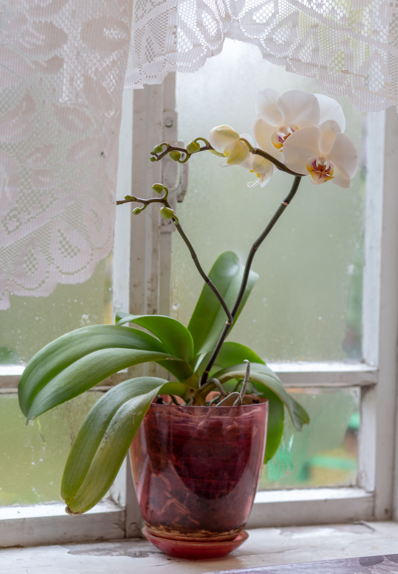 Canon EOS 1300D (EOS Rebel T6 / EOS Kiss X80) + Canon EF 50mm F1.8 STM sample photo. Orchid, flowers, exotic photography