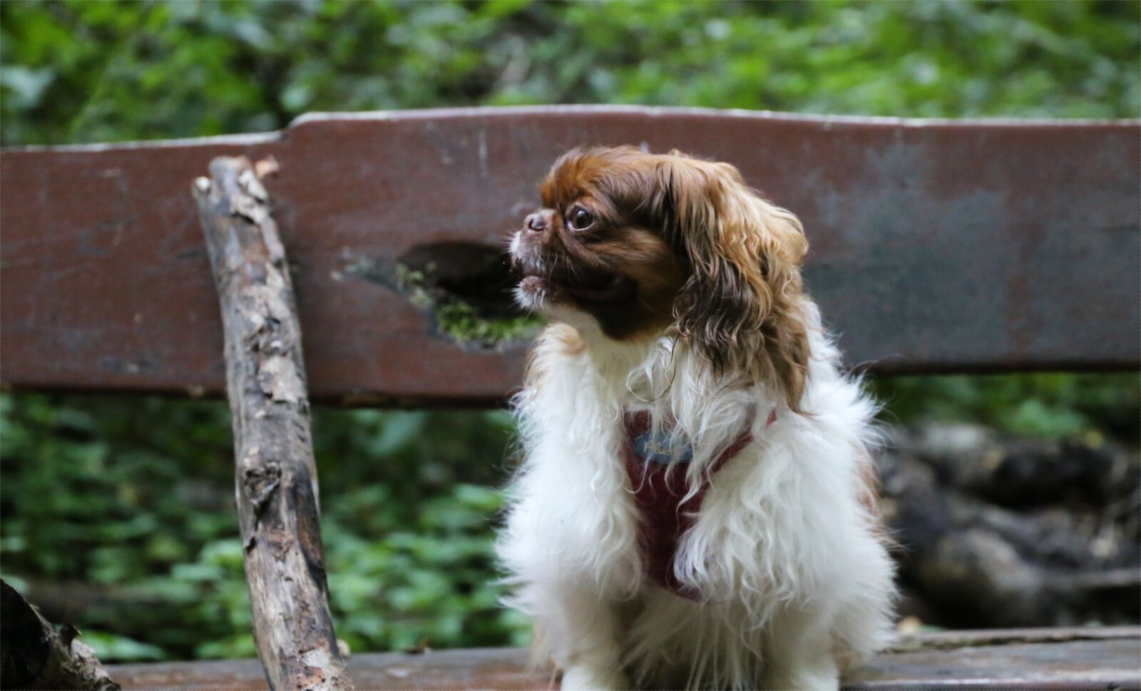 Canon EF 24-105mm F3.5-5.6 IS STM sample photo. Bench, dog, pet photography