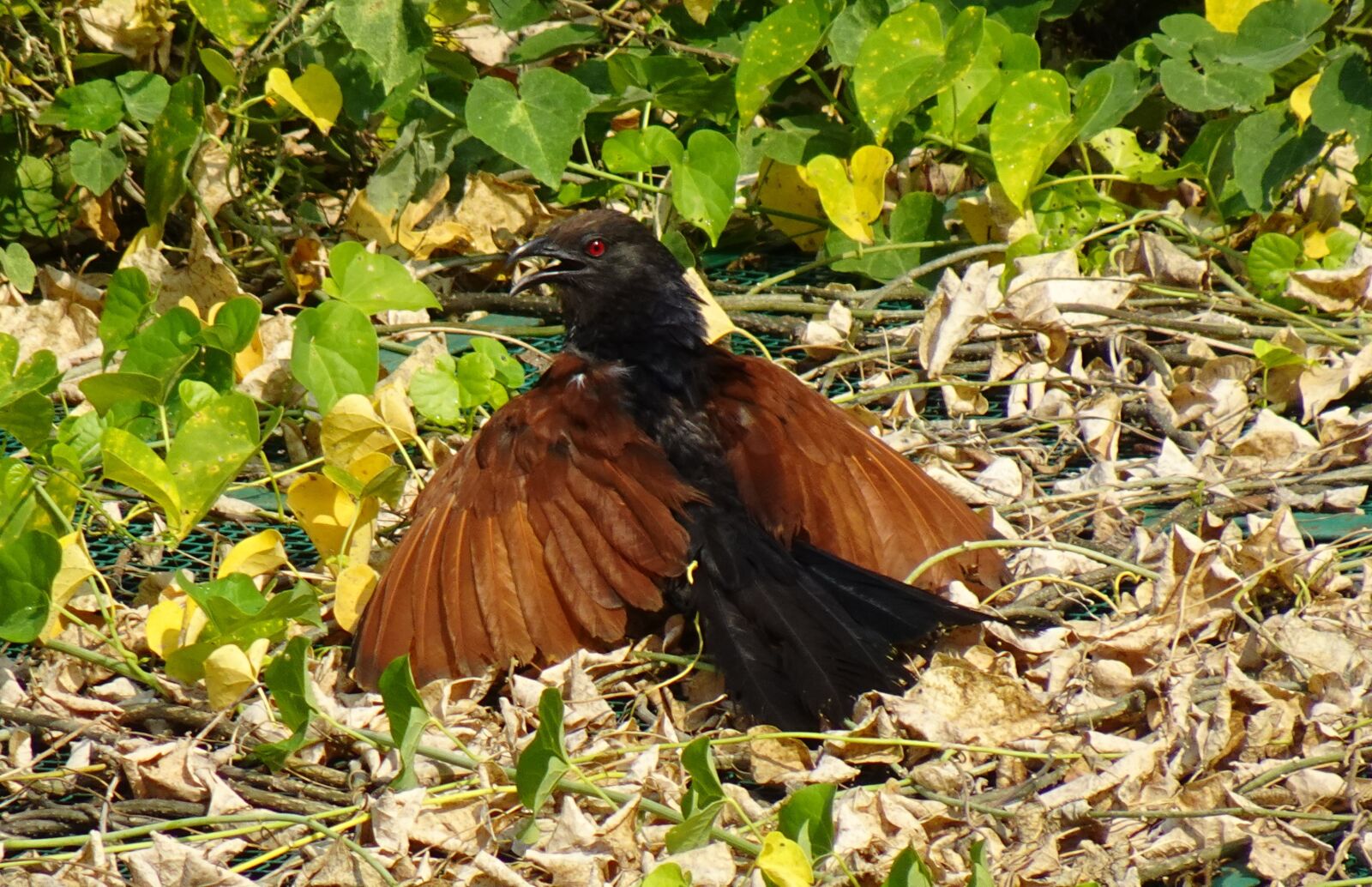 Sony DSC-WX800 sample photo. Bird, greater coucal, crow photography