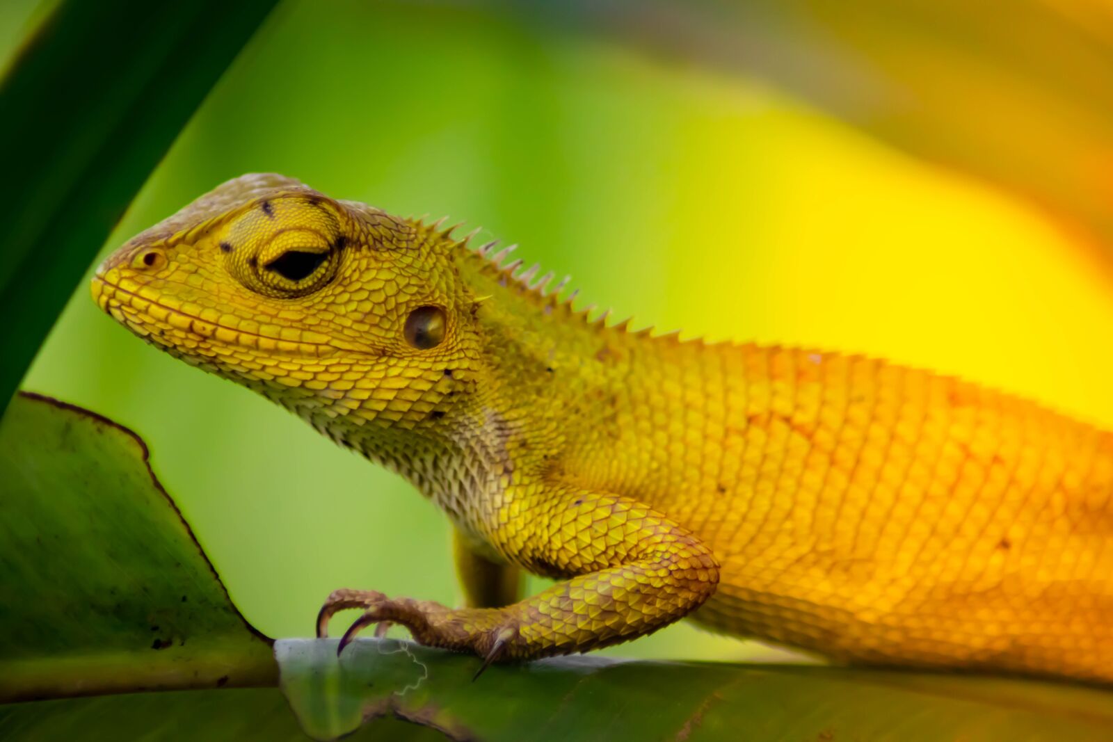 Tamron AF 70-300mm F4-5.6 Di LD Macro sample photo. Chameleon, background, isolated photography