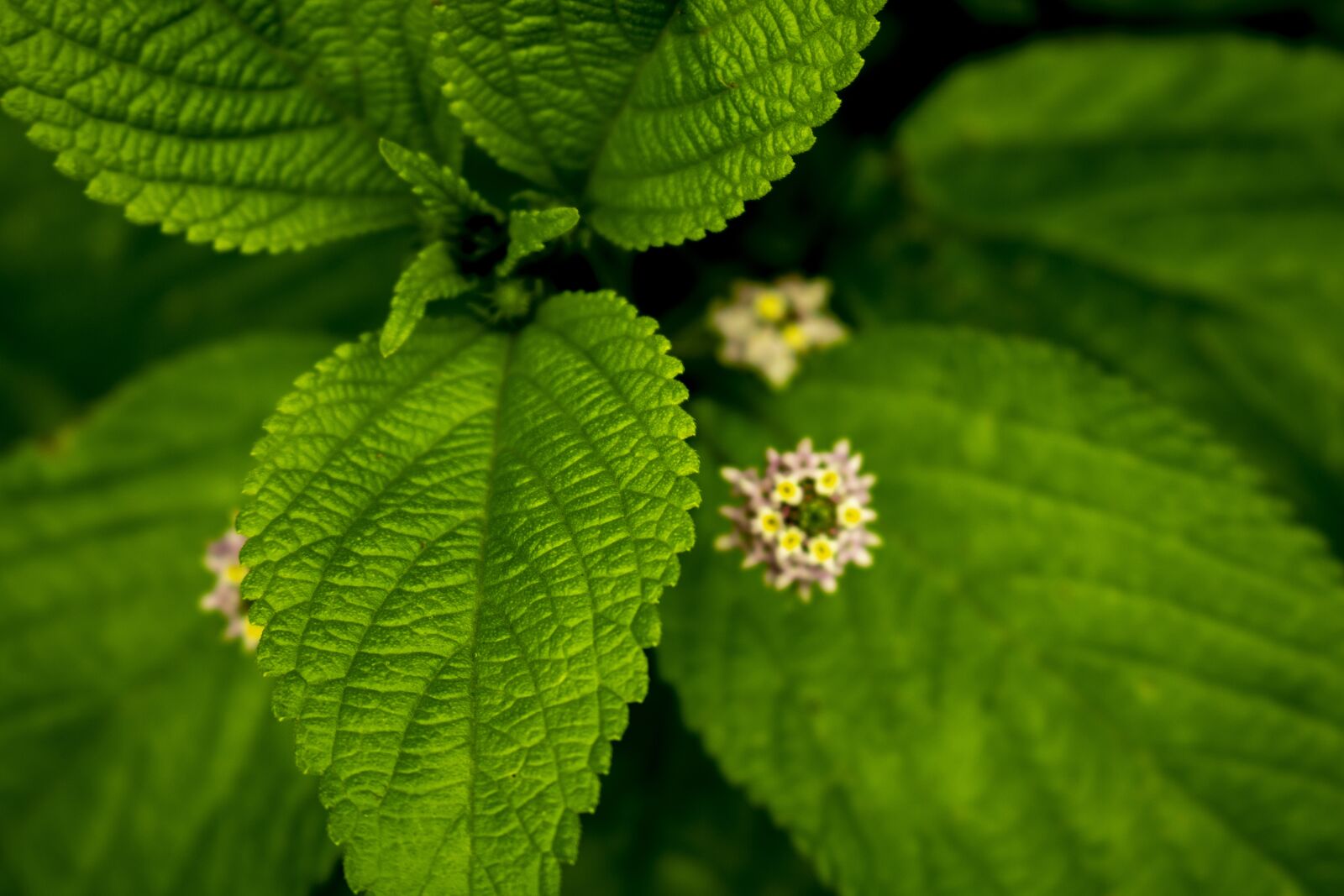 Canon EOS 750D (EOS Rebel T6i / EOS Kiss X8i) sample photo. Natural green, nature, green photography