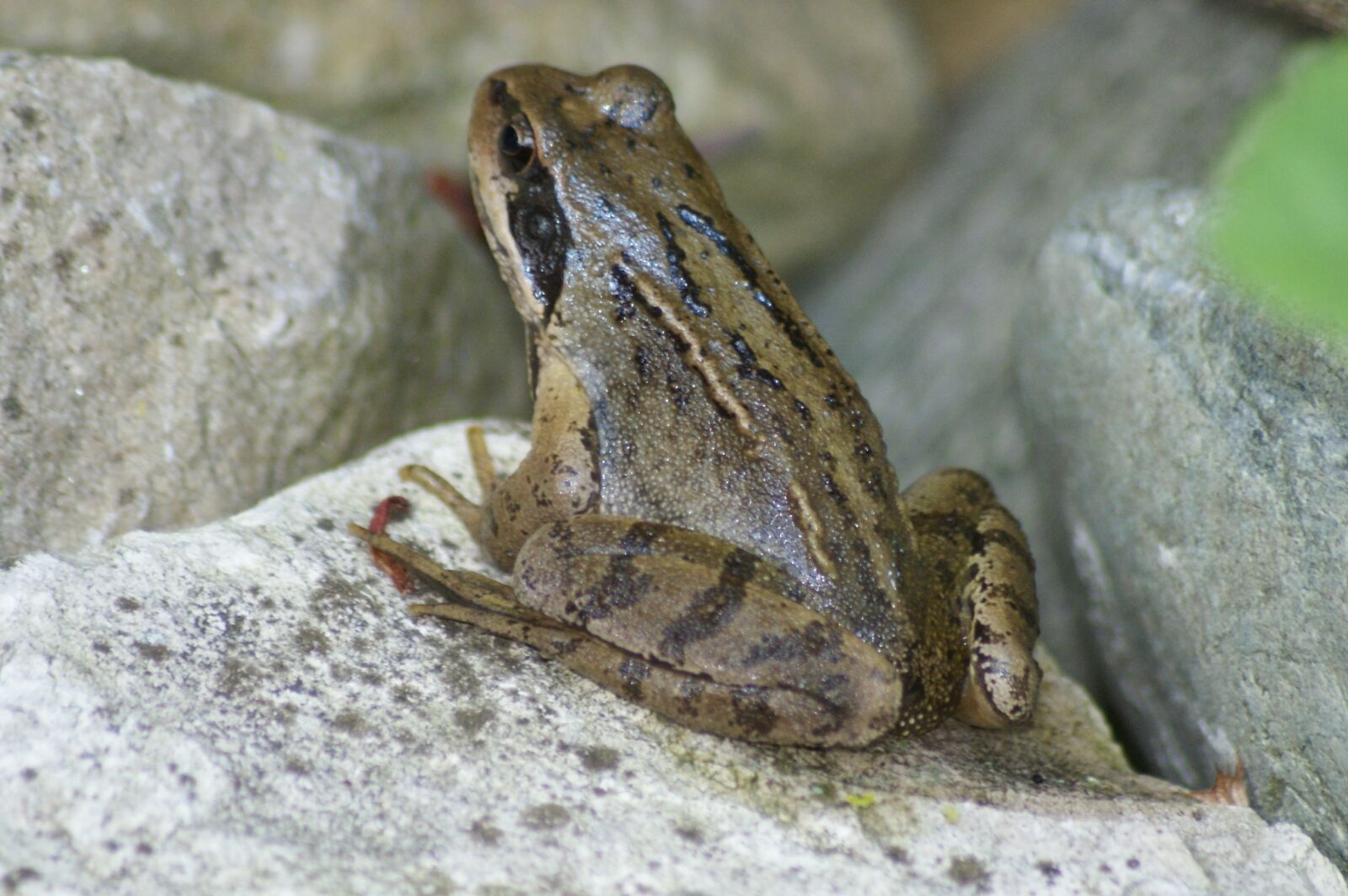 Sony Alpha DSLR-A300 sample photo. Frog, nature, amphibians photography