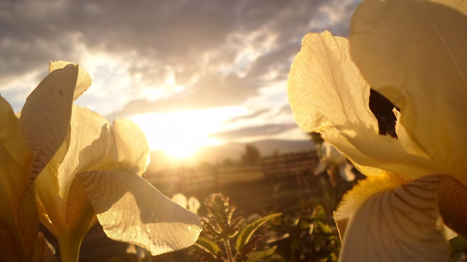 Samsung ES95 sample photo. Flower, nature photo, sunset photography