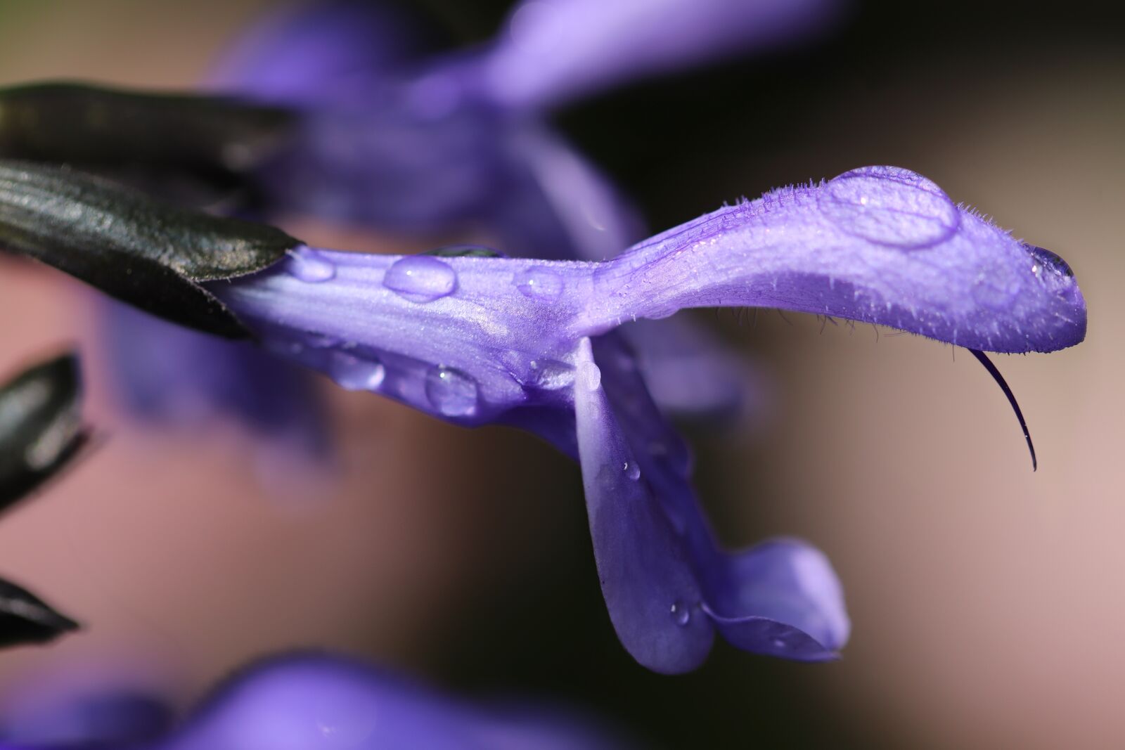 Canon EOS 800D (EOS Rebel T7i / EOS Kiss X9i) sample photo. Sage, flour, sage photography