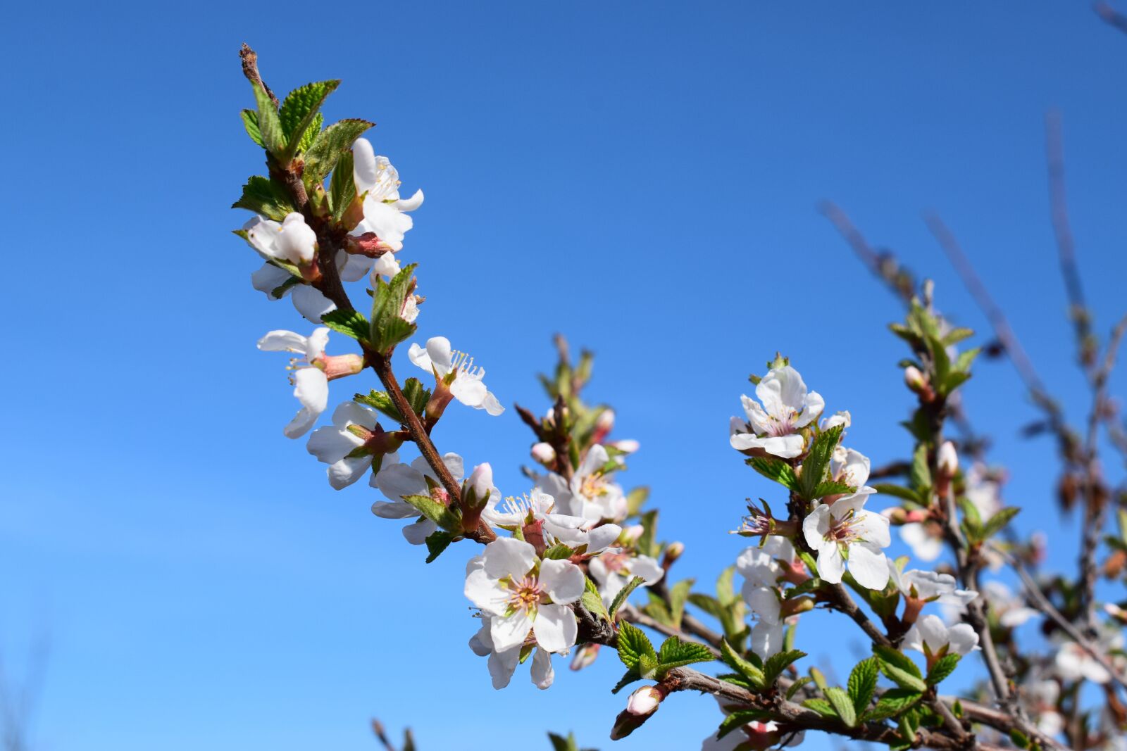 Nikon D5300 sample photo. Cherry, bloom, leaves photography