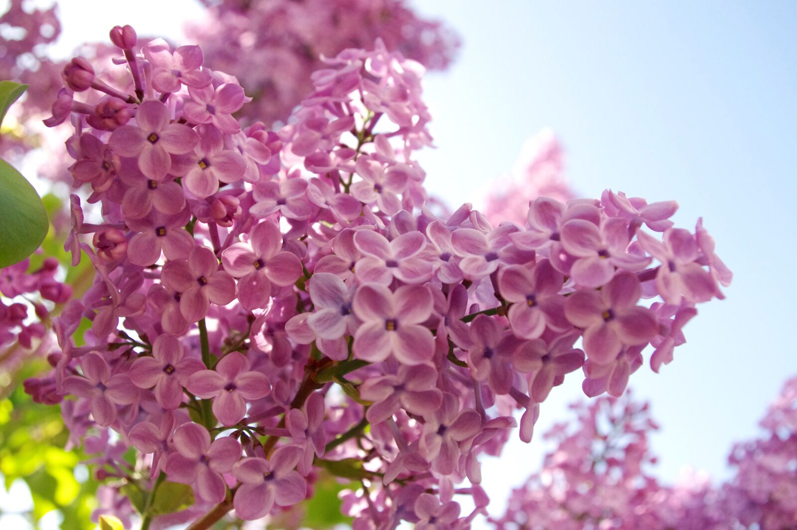 Pentax K-r sample photo. Lilac, flowers, bloom photography
