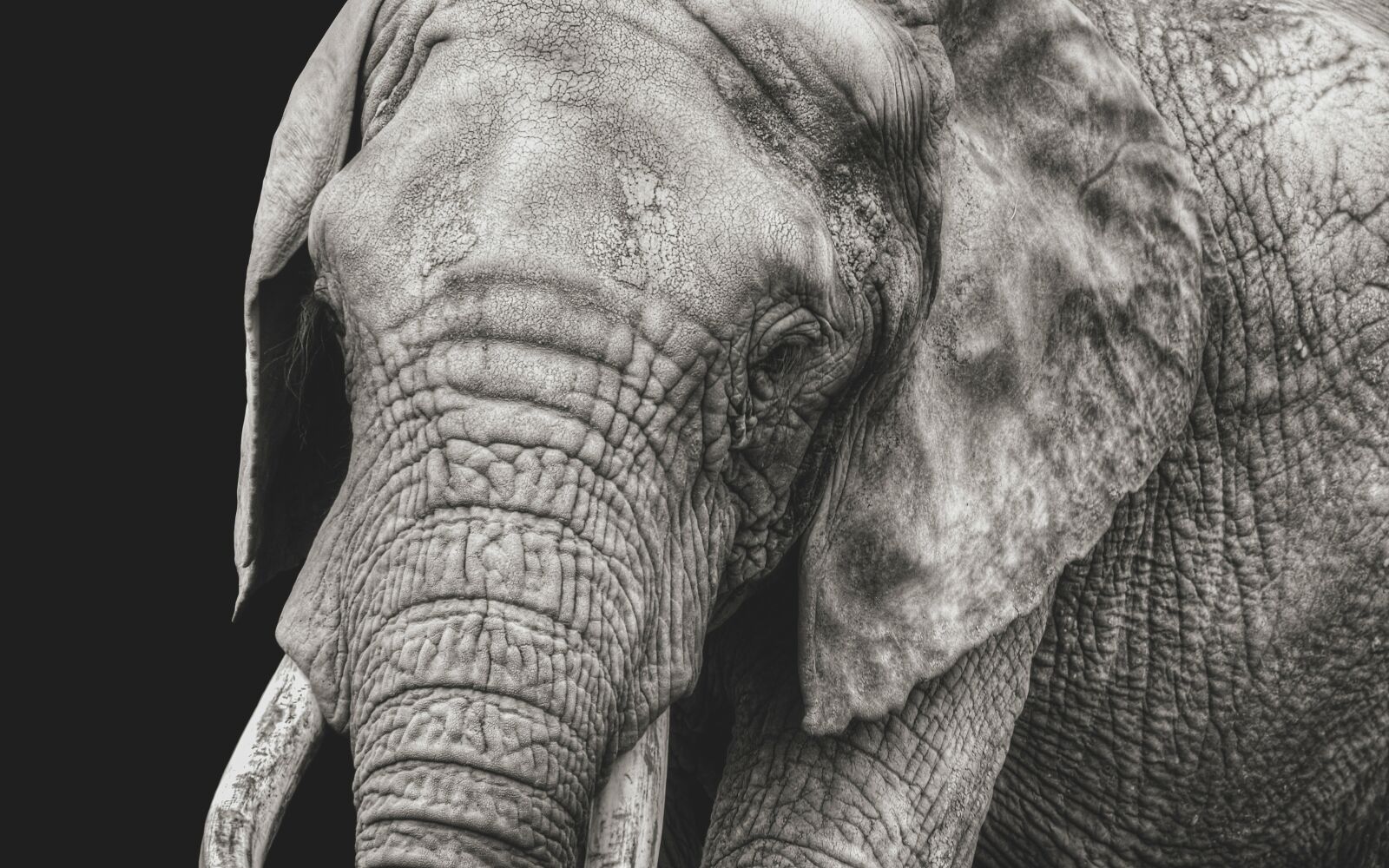 Nikon D500 sample photo. Elephant, close up, black photography