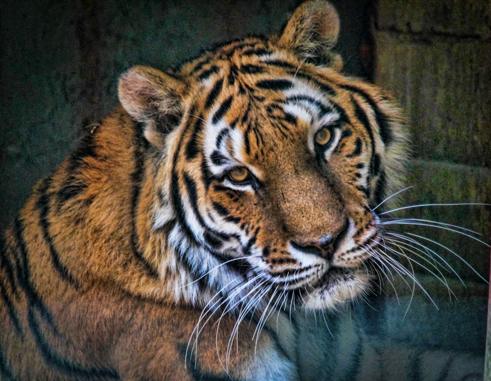 Sony SLT-A58 sample photo. Tiger, animals, feral cat photography