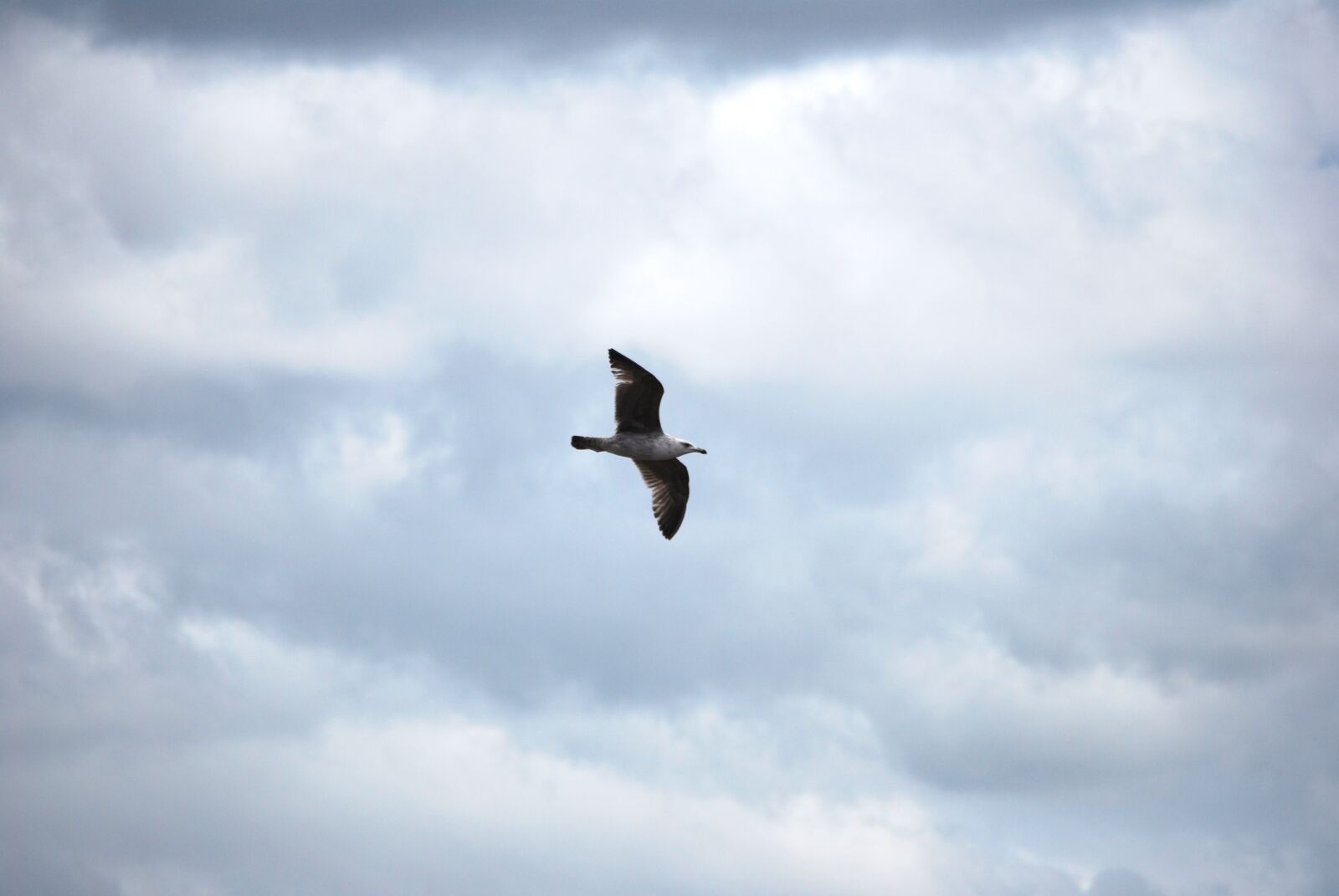 Nikon D60 sample photo. Seagull, sky, grey photography