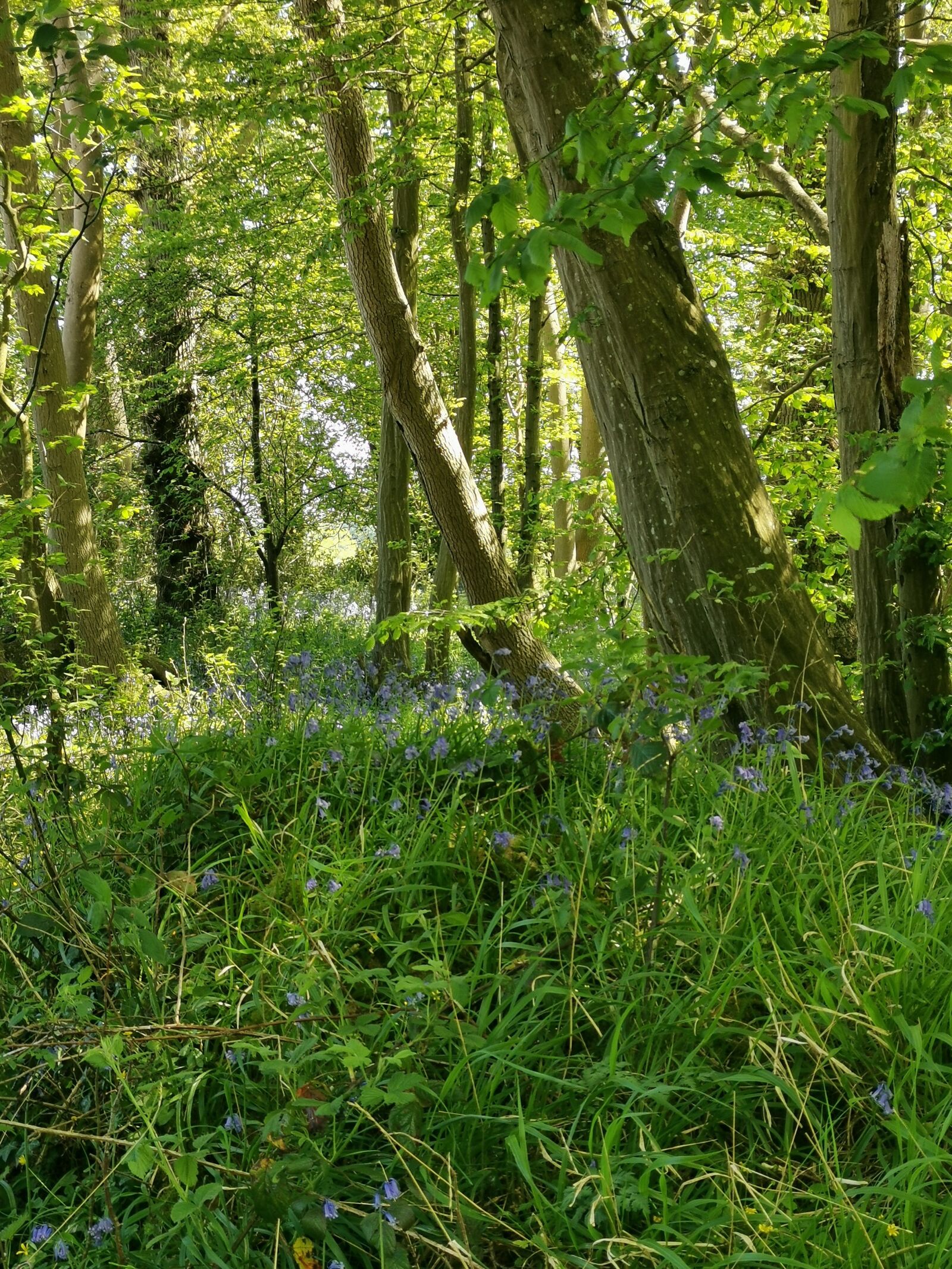 HUAWEI P30 sample photo. Bluebell woods, countryside, landscape photography