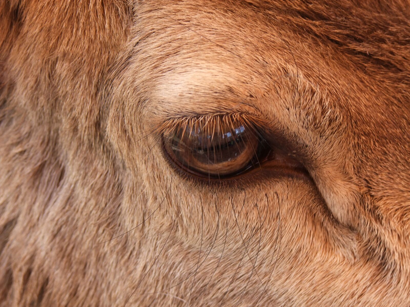 FujiFilm FinePix S200EXR (FinePix S205EXR) sample photo. Eye, llama, animal photography