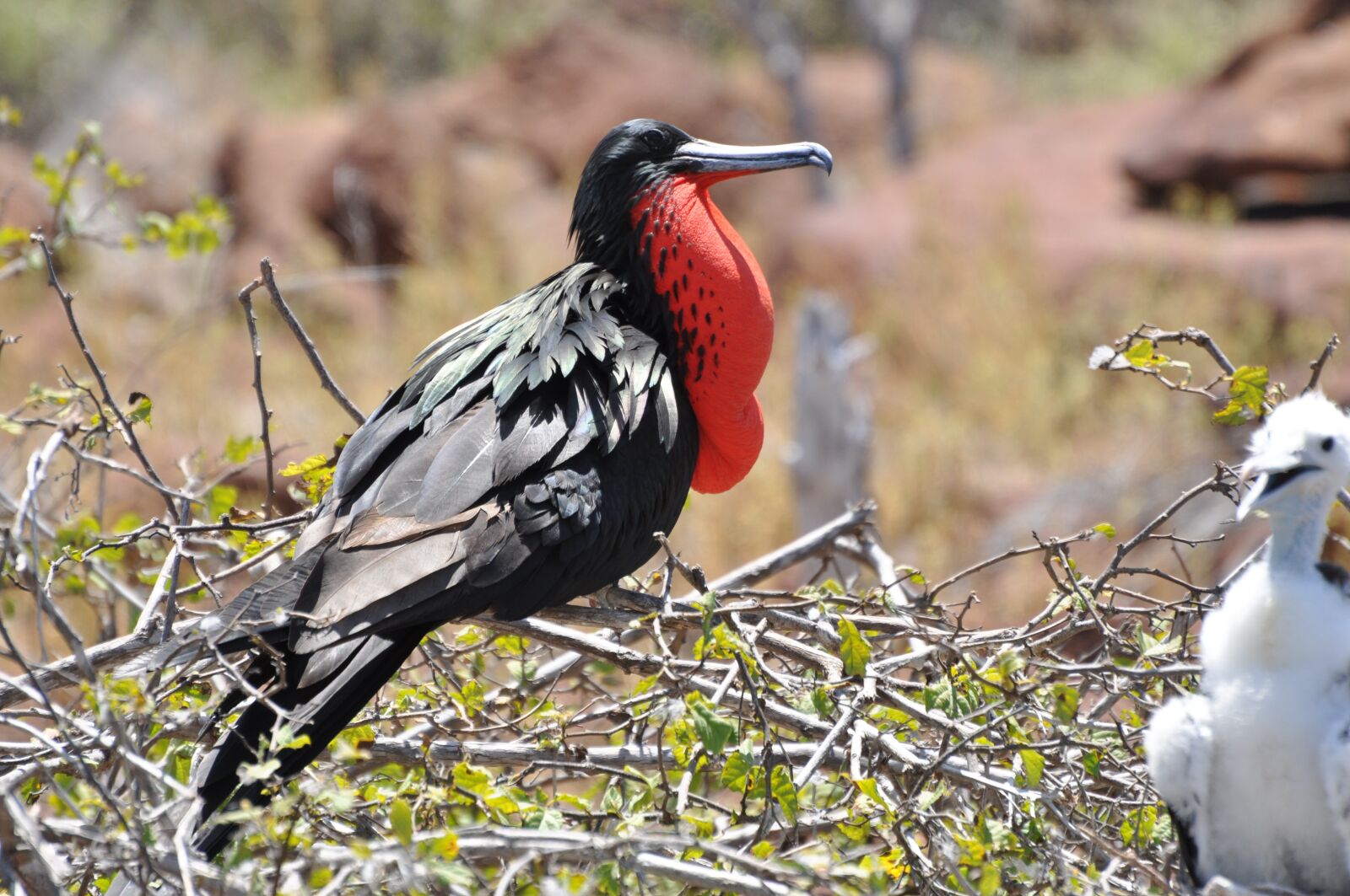 Nikon D90 sample photo. Frigate, red, bird photography