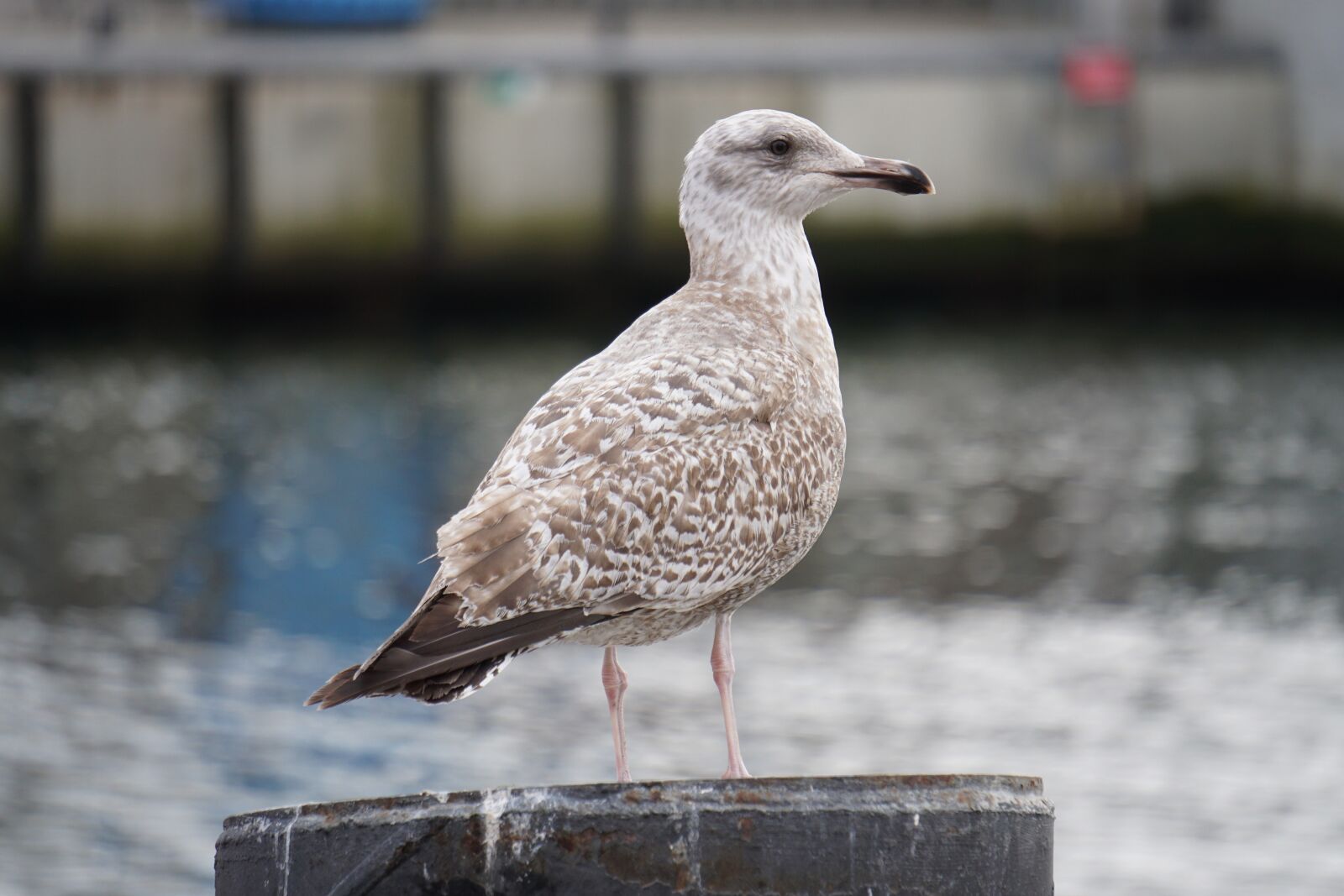 Sony E 55-210mm F4.5-6.3 OSS sample photo. Seagull, gull, sky photography