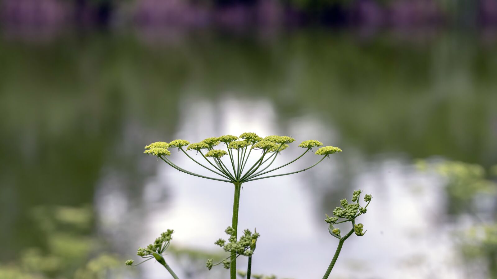 Nikon D5300 sample photo. Flower, flowers, lake photography