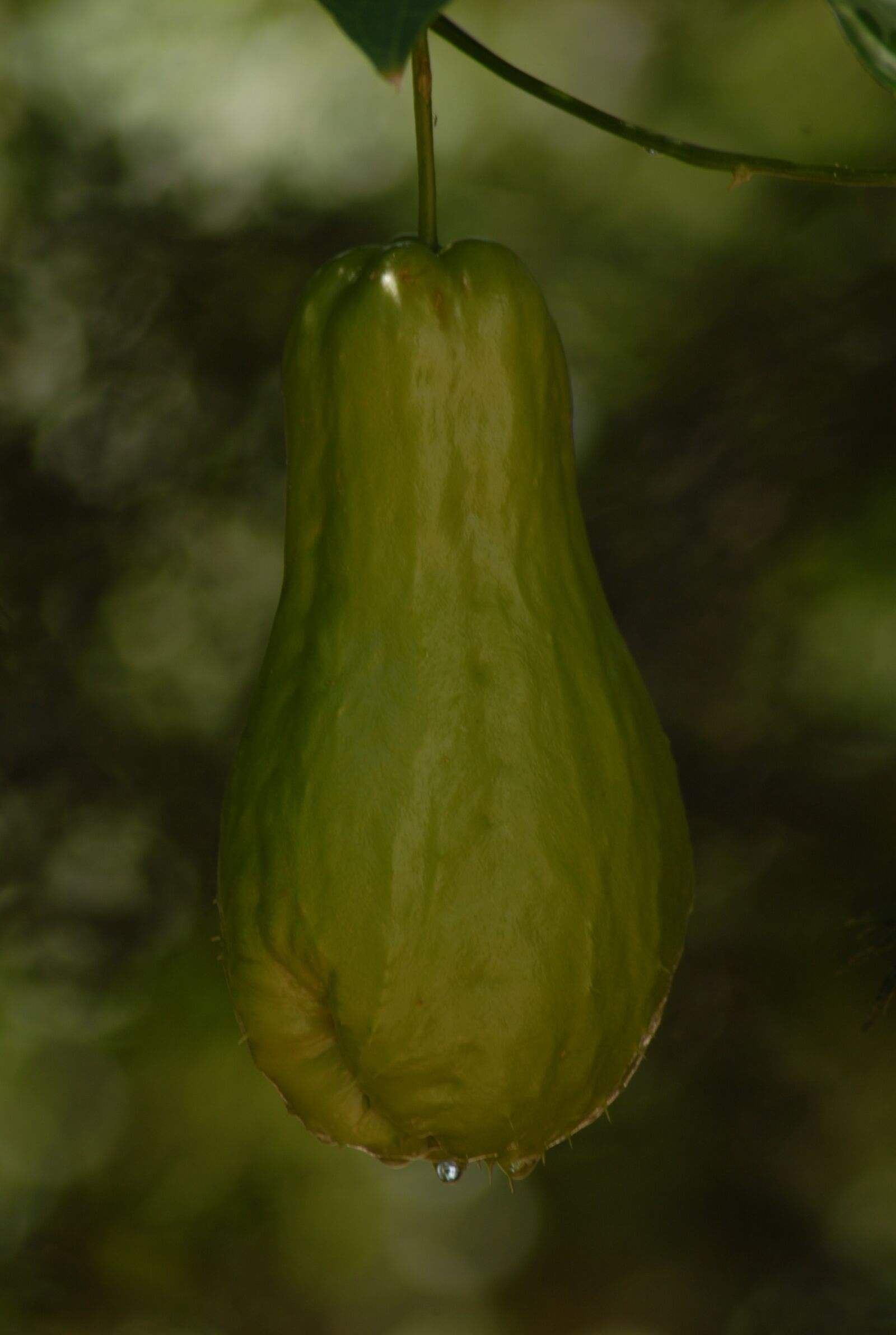 Nikon D200 sample photo. Squash, plant, vegetable photography