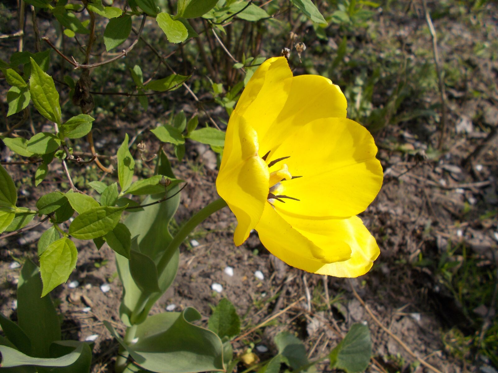 Nikon Coolpix L31 sample photo. Dacha, flowers, yellow tulip photography