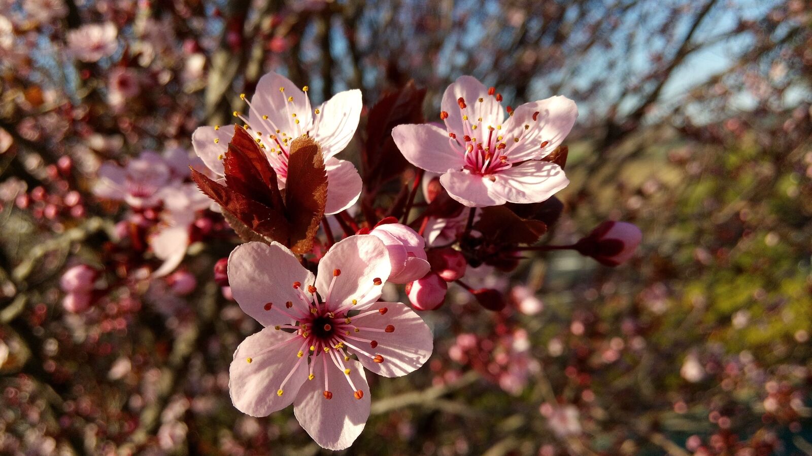 WIKO GETAWAY sample photo. Flower, almond tree, spring photography