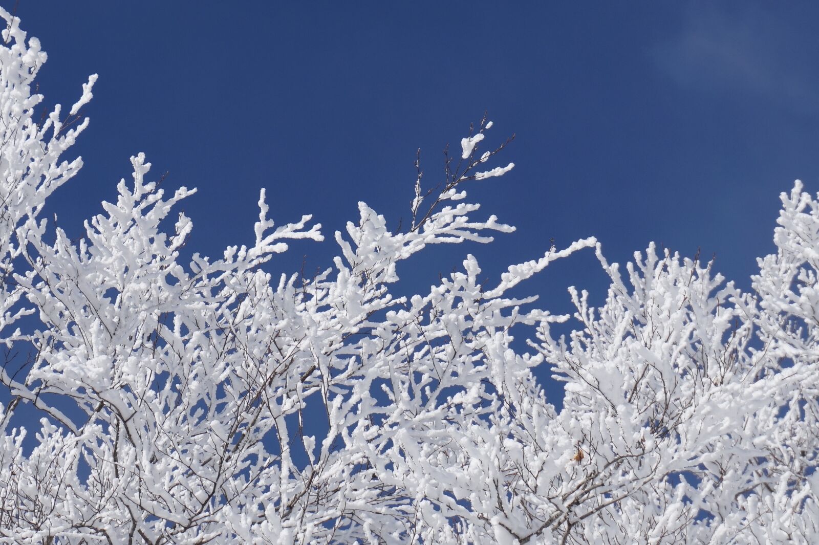 Sony Alpha a5000 (ILCE 5000) sample photo. Snow, trees, bluebird photography