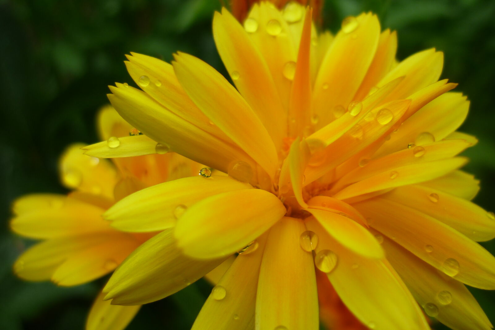Panasonic DMC-LS85 sample photo. Dew, dewdrops, garden, marigold photography