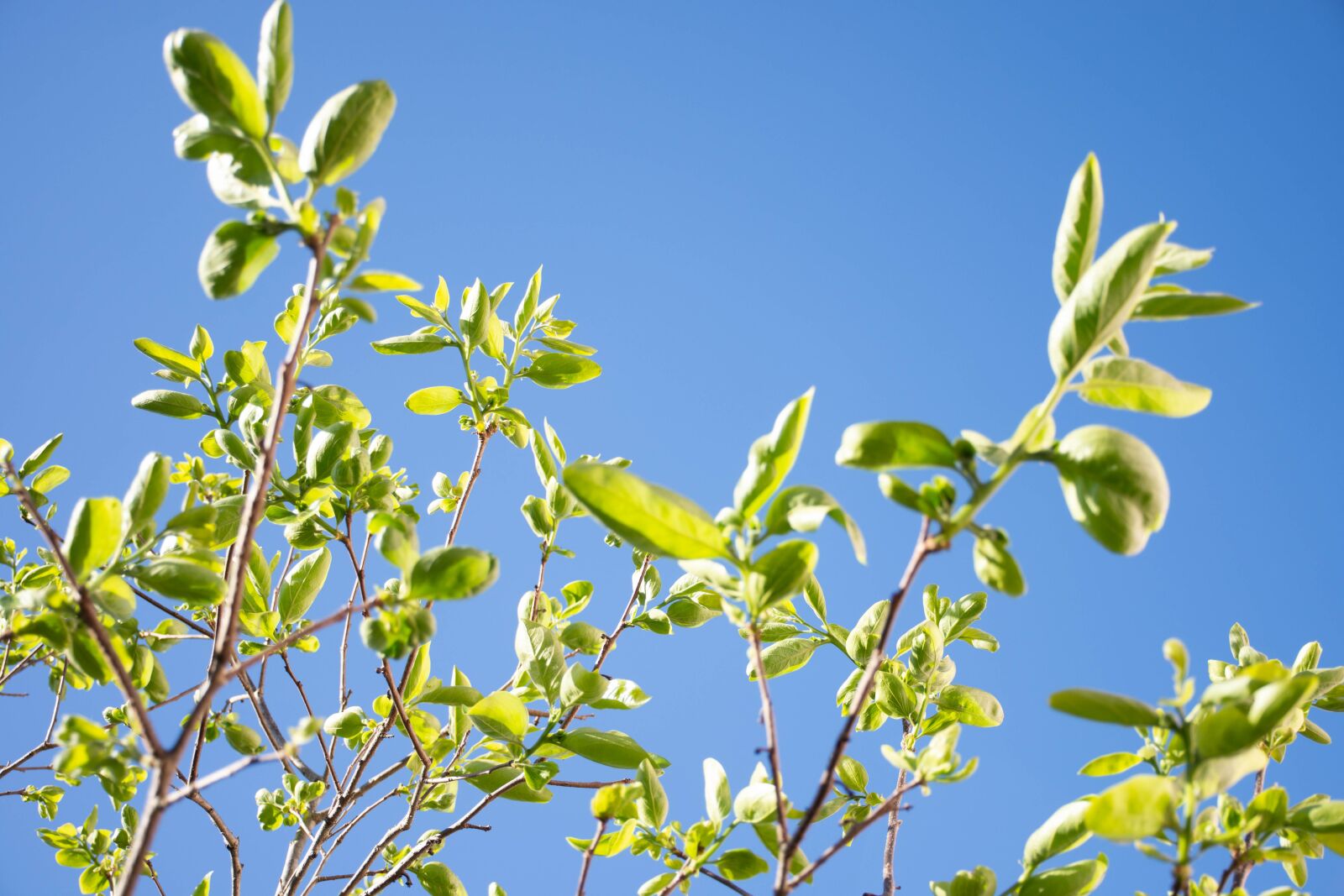 Nikon D7200 sample photo. Plant, shrub, flower photography