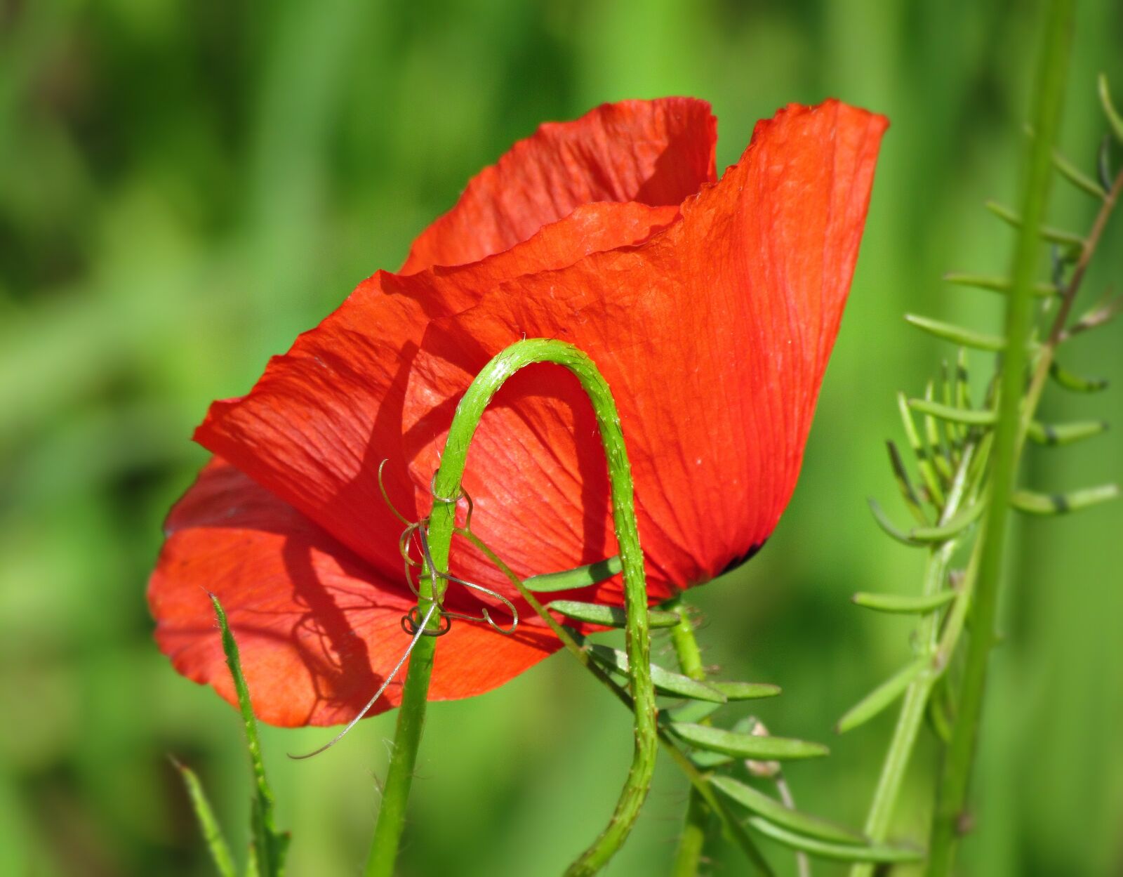 Canon PowerShot SX30 IS sample photo. Poppy, field, poppies photography