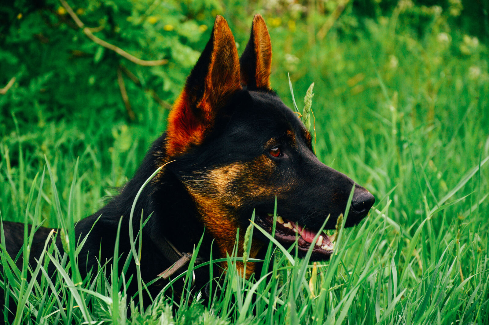 Nikon D3200 sample photo. Animal, canine, cute, dog photography