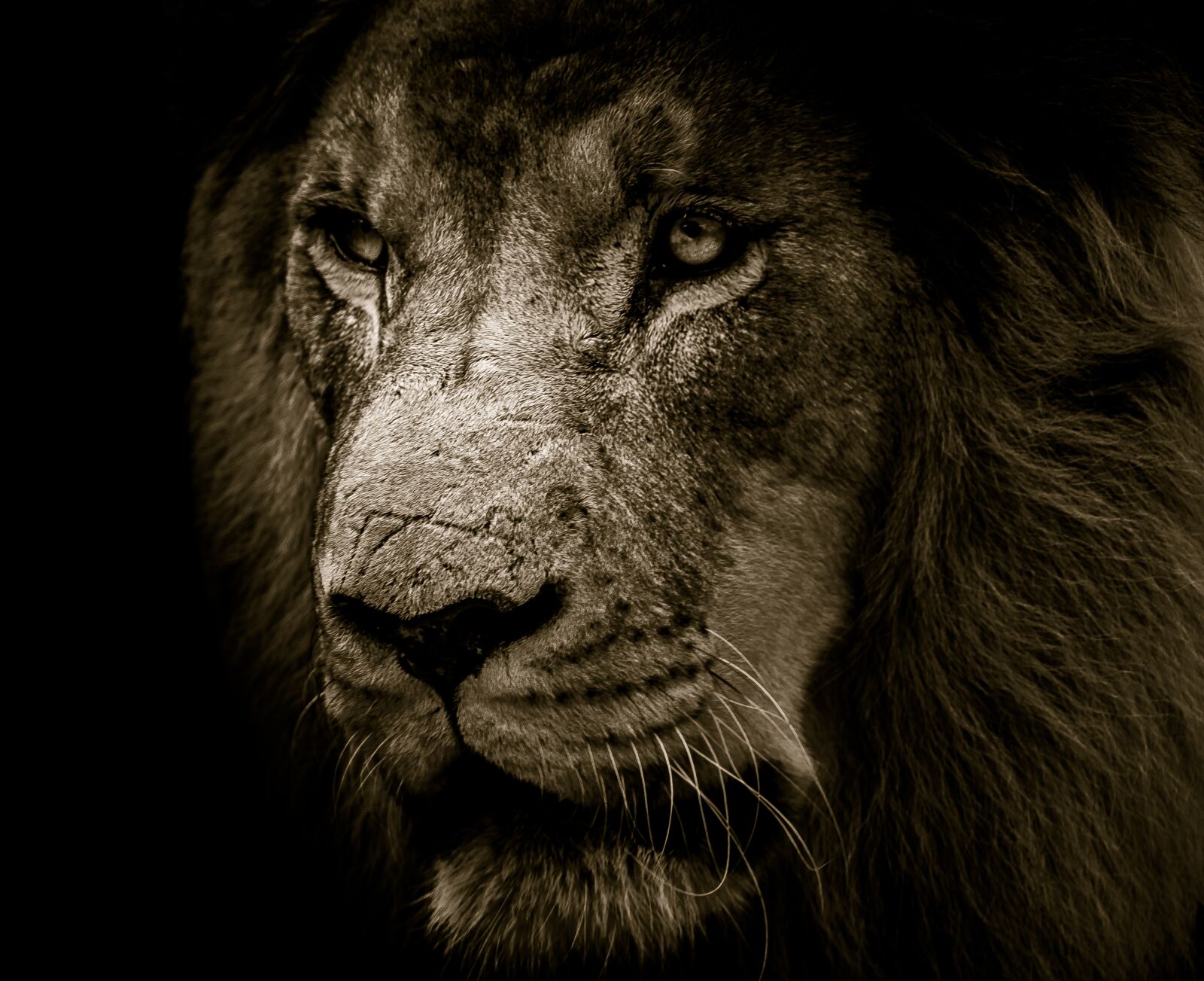 Nikon D750 sample photo. Lion, mane, eyes photography