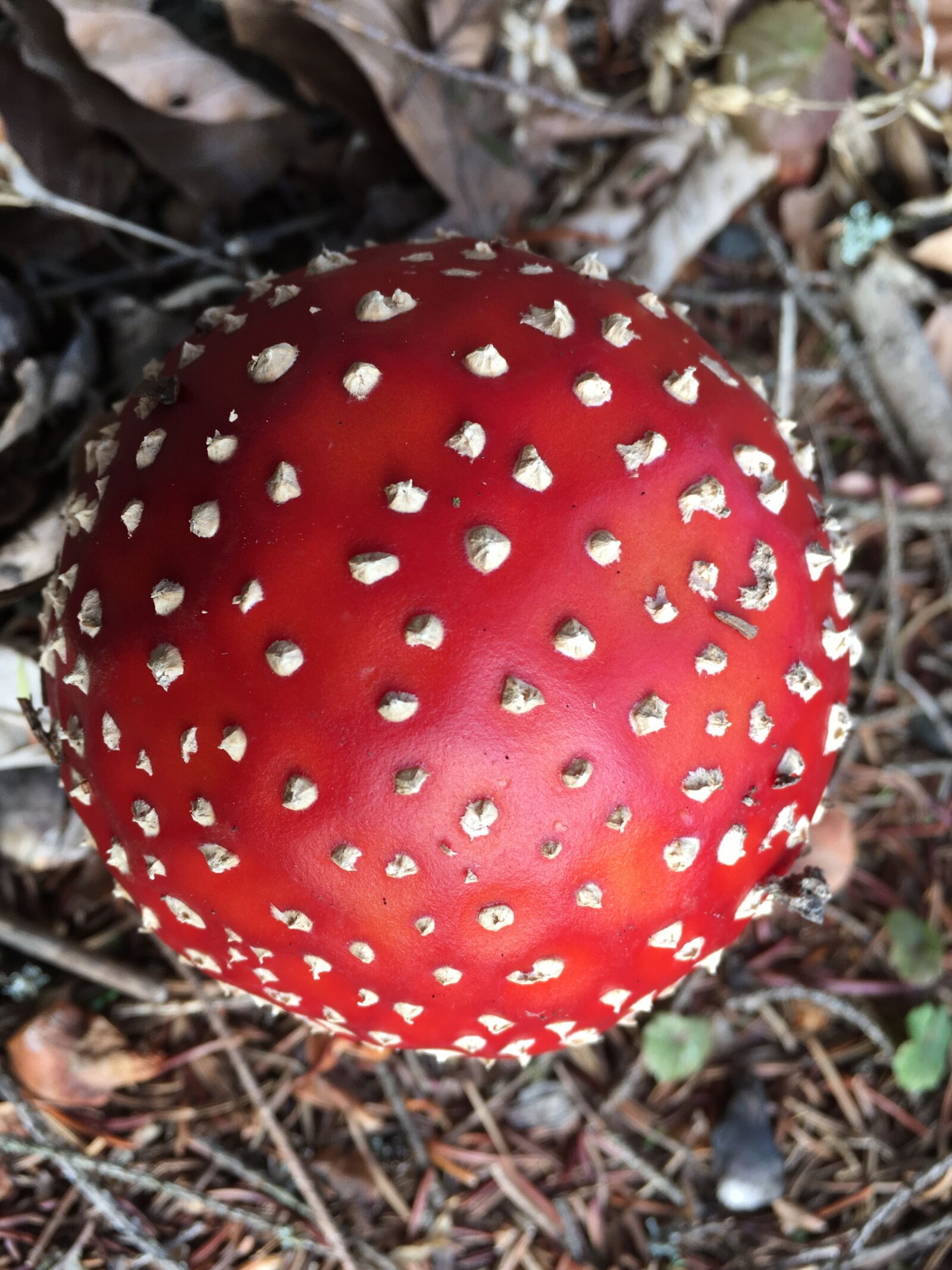 Apple iPhone SE sample photo. Nature, toxic mushroom, amanita photography