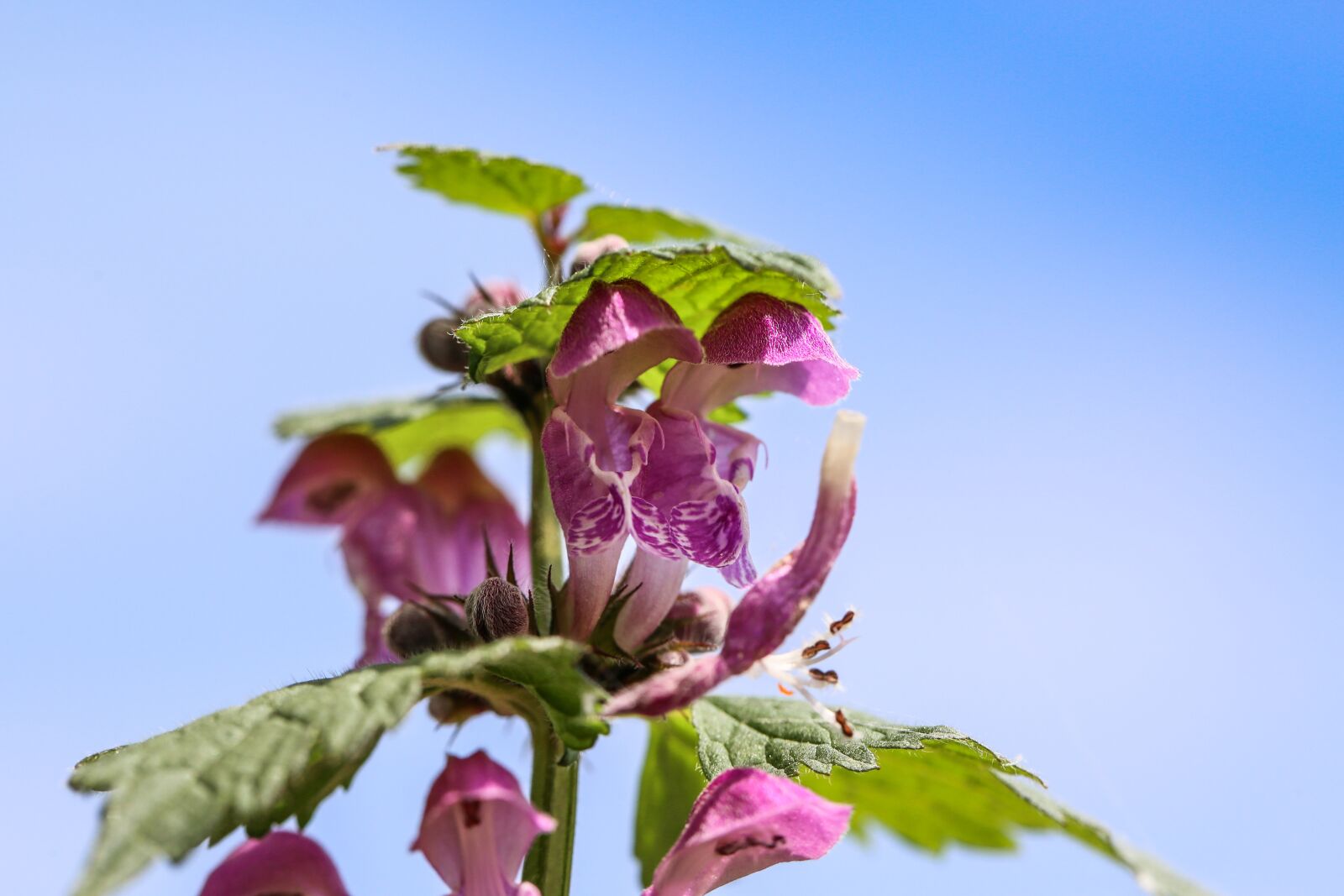Canon EF 100mm F2.8L Macro IS USM sample photo. Flower, türkenhut, plant photography