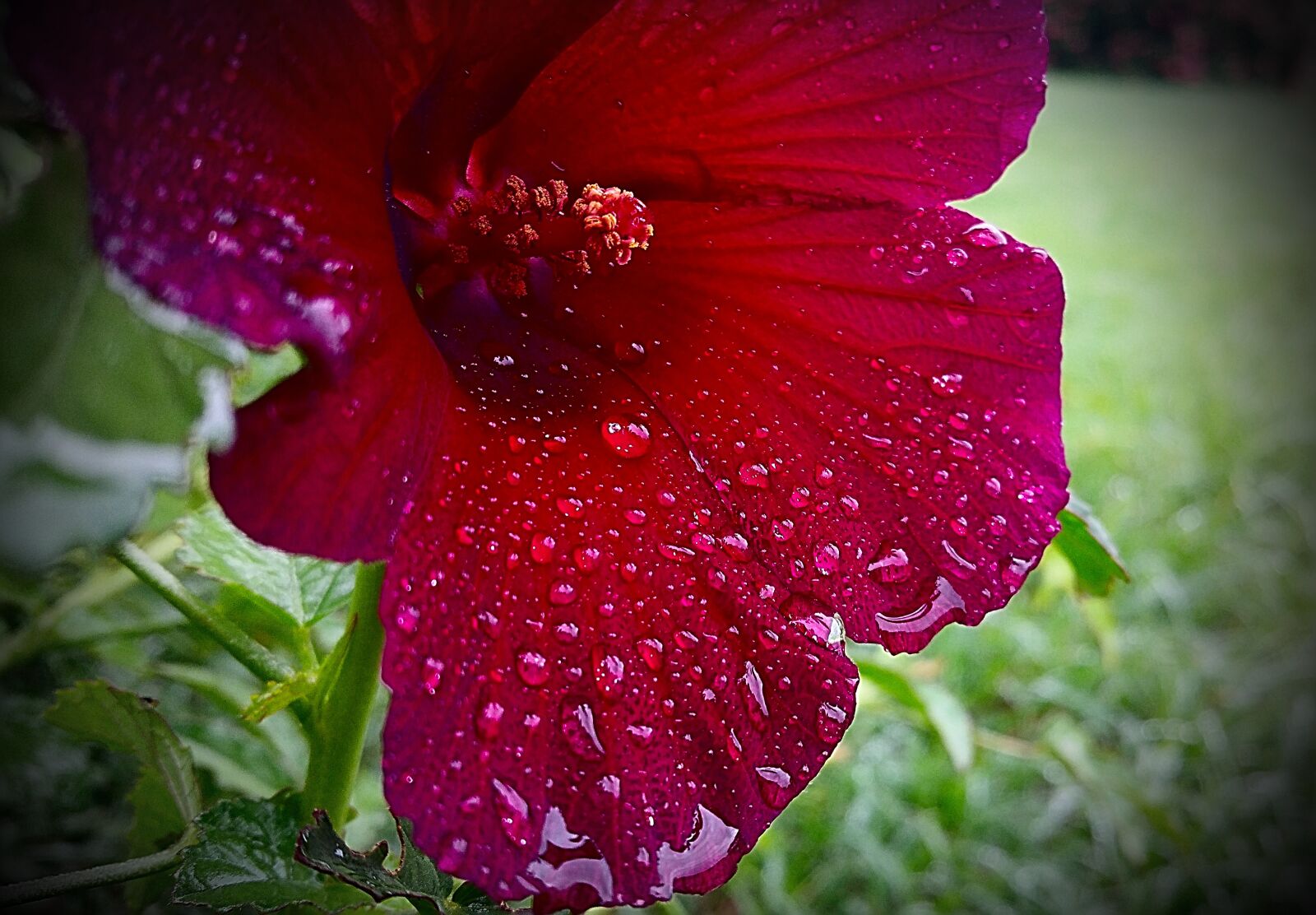 Samsung Galaxy Note4 sample photo. Flower, wet, water drops photography