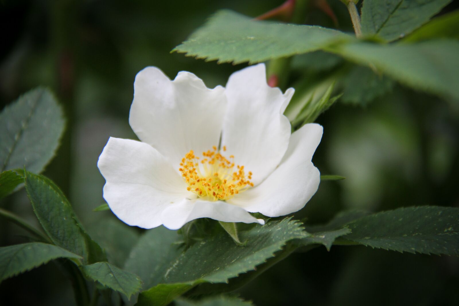 Canon EOS 7D sample photo. Pink, garden, white photography